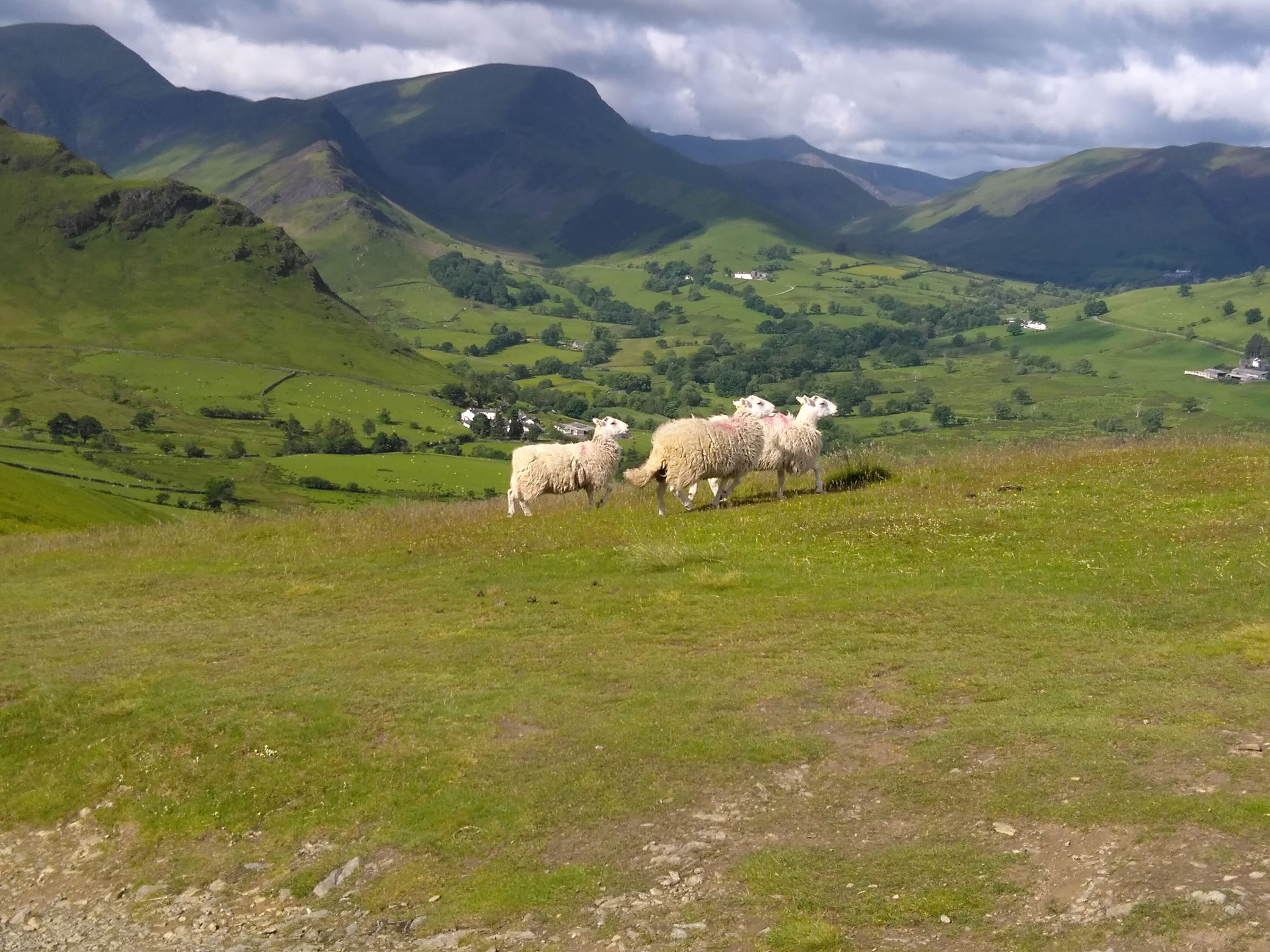 Cat Bells Jun 10, 2024 - Image 2