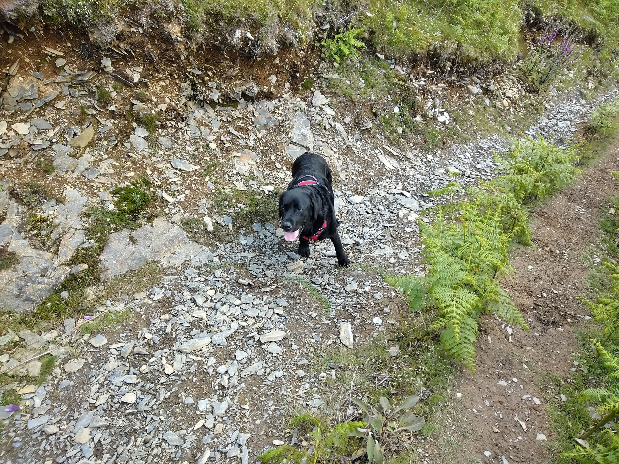 Cat Bells Jun 10, 2024 - Image 5