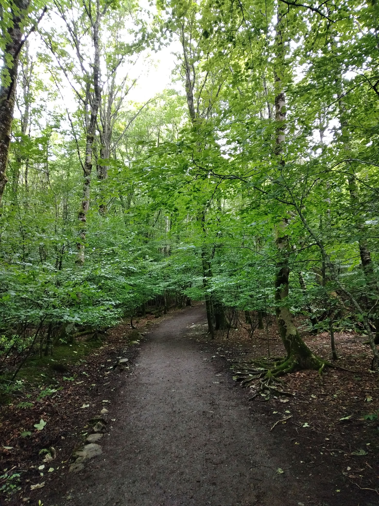 Cat Bells Jun 10, 2024 - Image 7