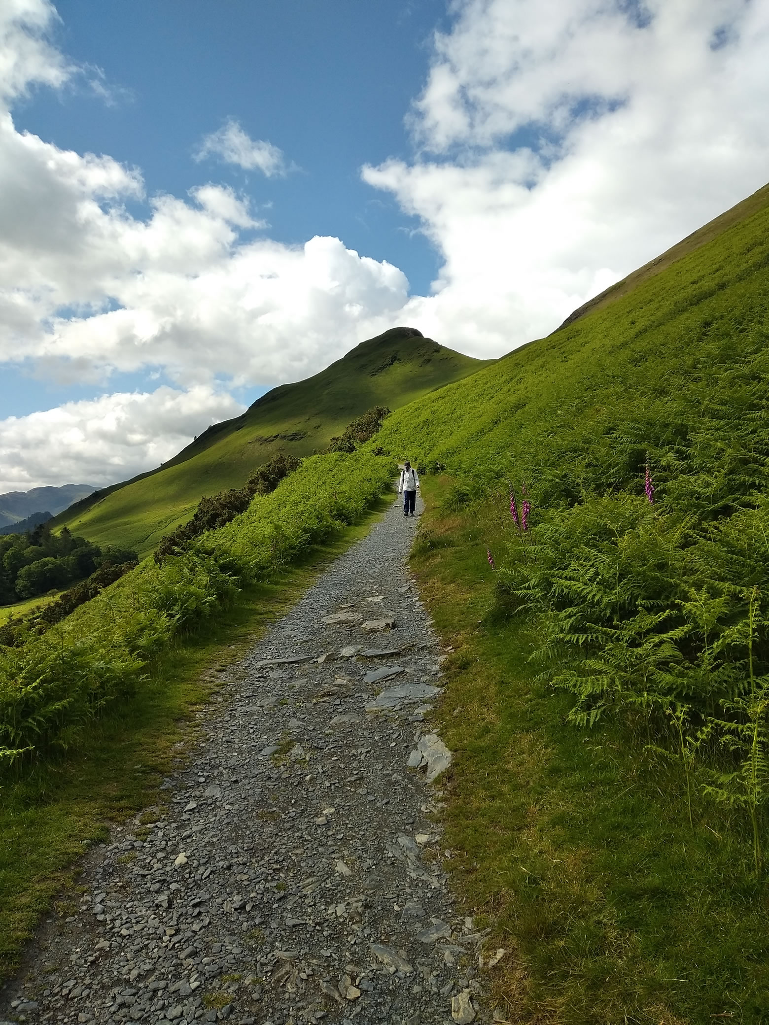 Cat Bells Jun 10, 2024 - Image 8