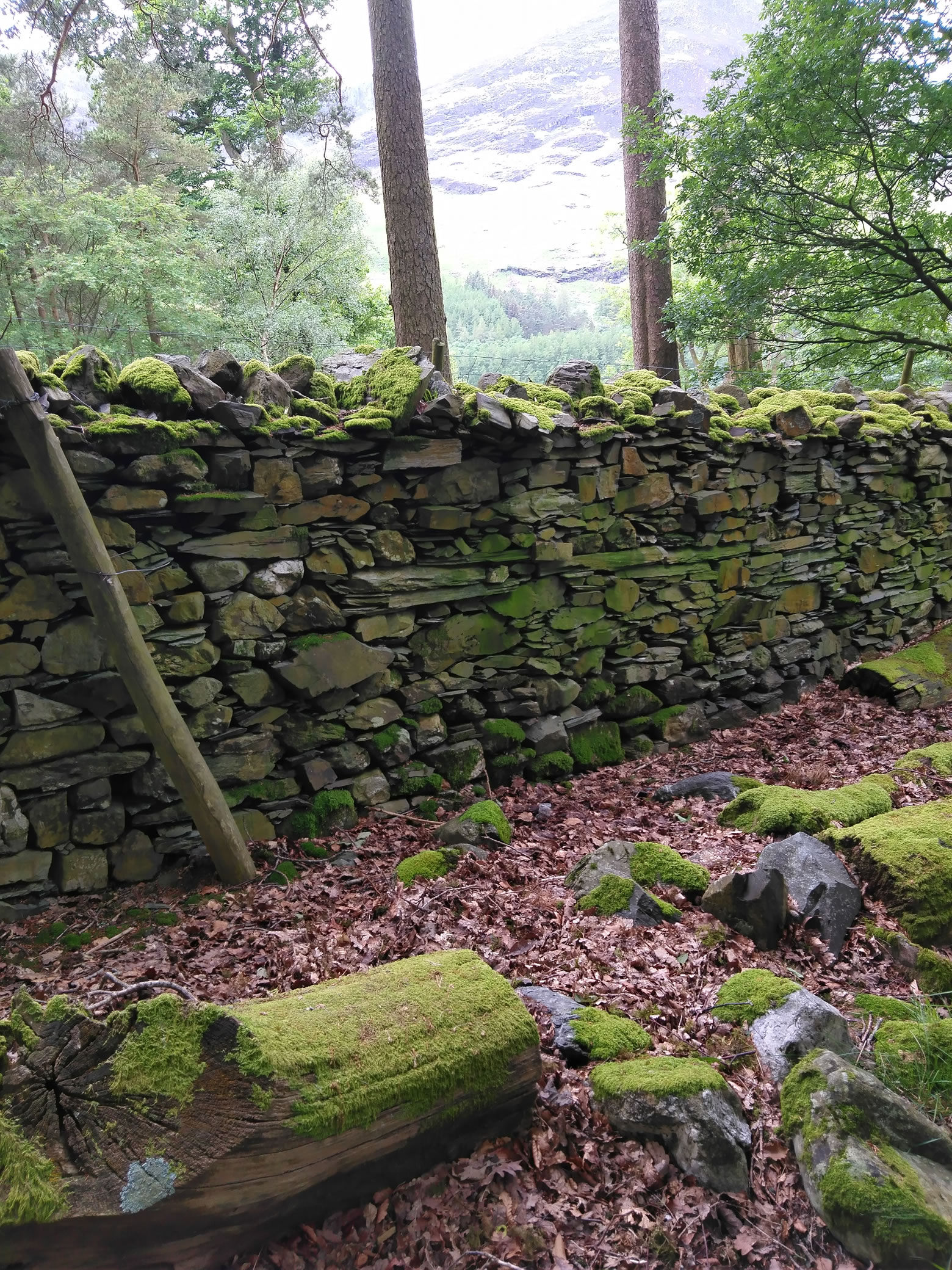 Buttermere Jun 11, 2024 - Image 4