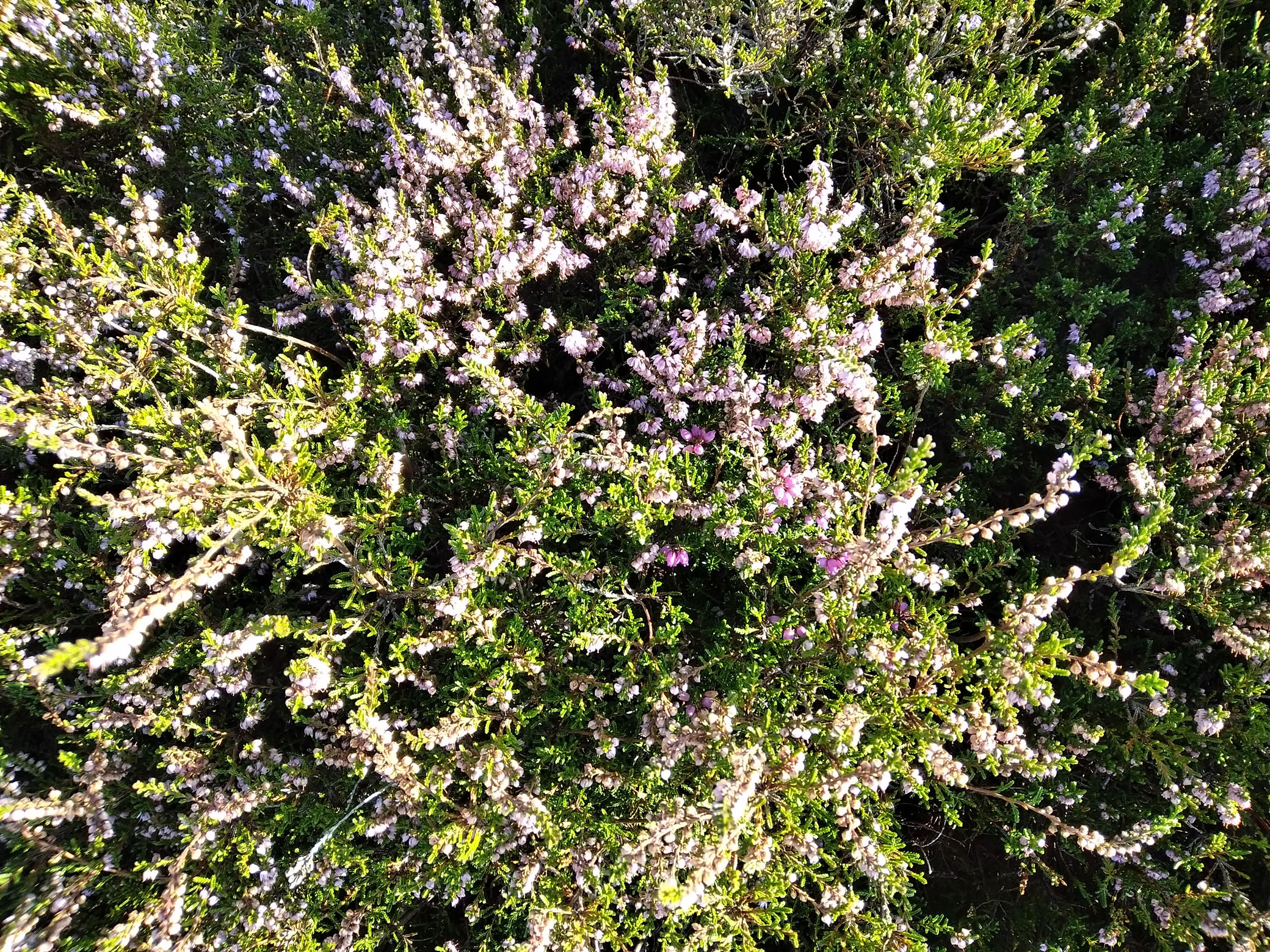 Barrow Wander Aug 31, 2024 - Image 5