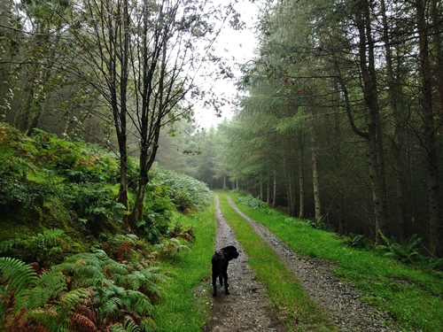Whinlatter Forest