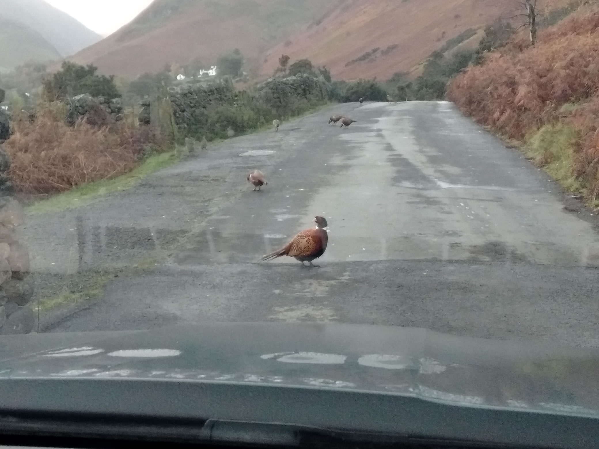 High Stile Ridge Oct 27, 2024 - Image 2