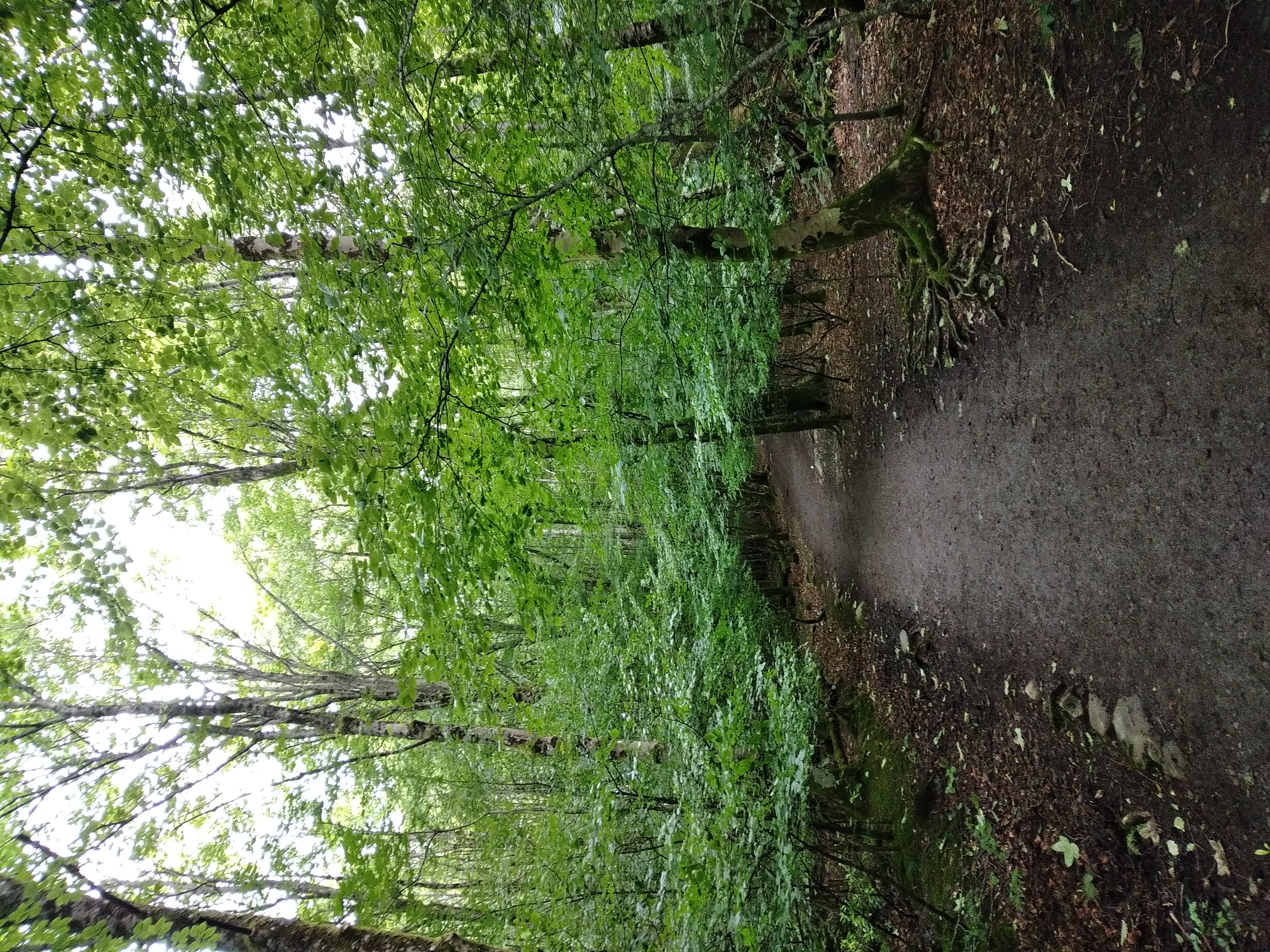 Cat Bells - Image 7, Jun 10, 2024