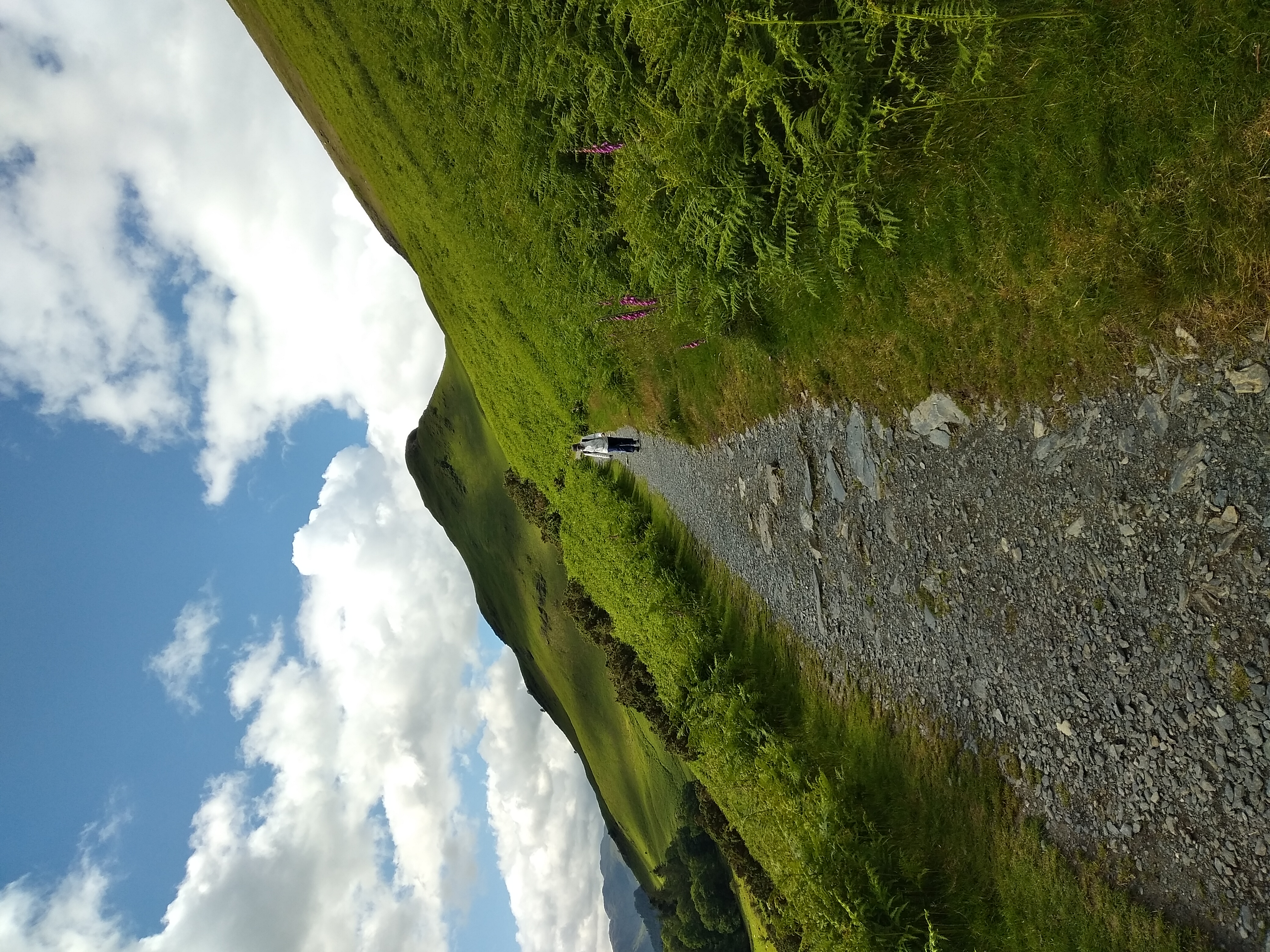 Cat Bells - Image 8, Jun 10, 2024