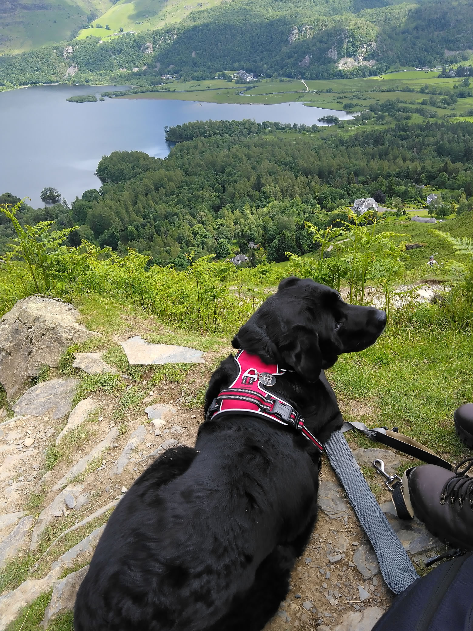 Dale Head, High Spy - Image 5, Jun 12, 2024