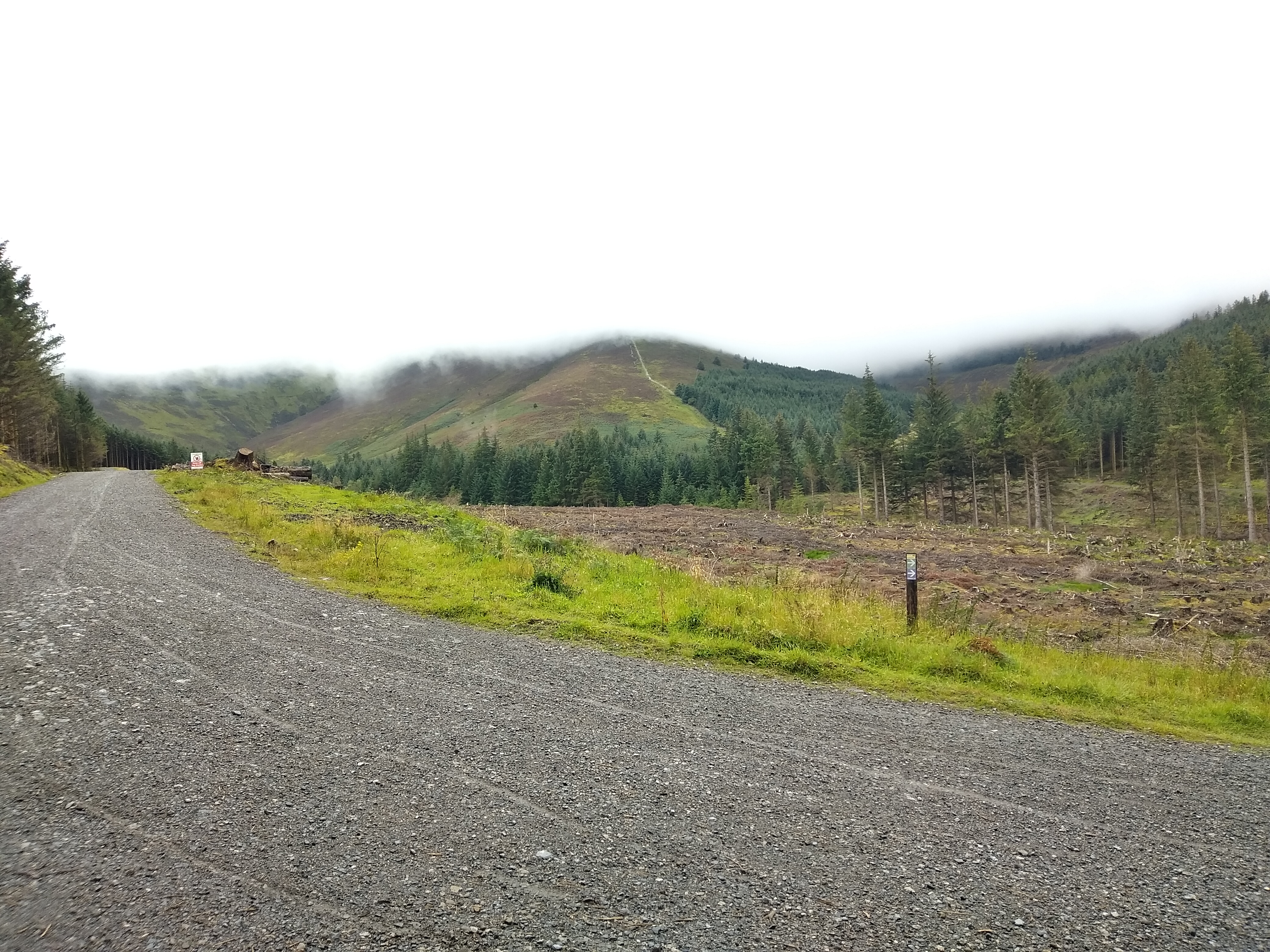 Whinlatter Forest - Image 2, Sep 02, 2024