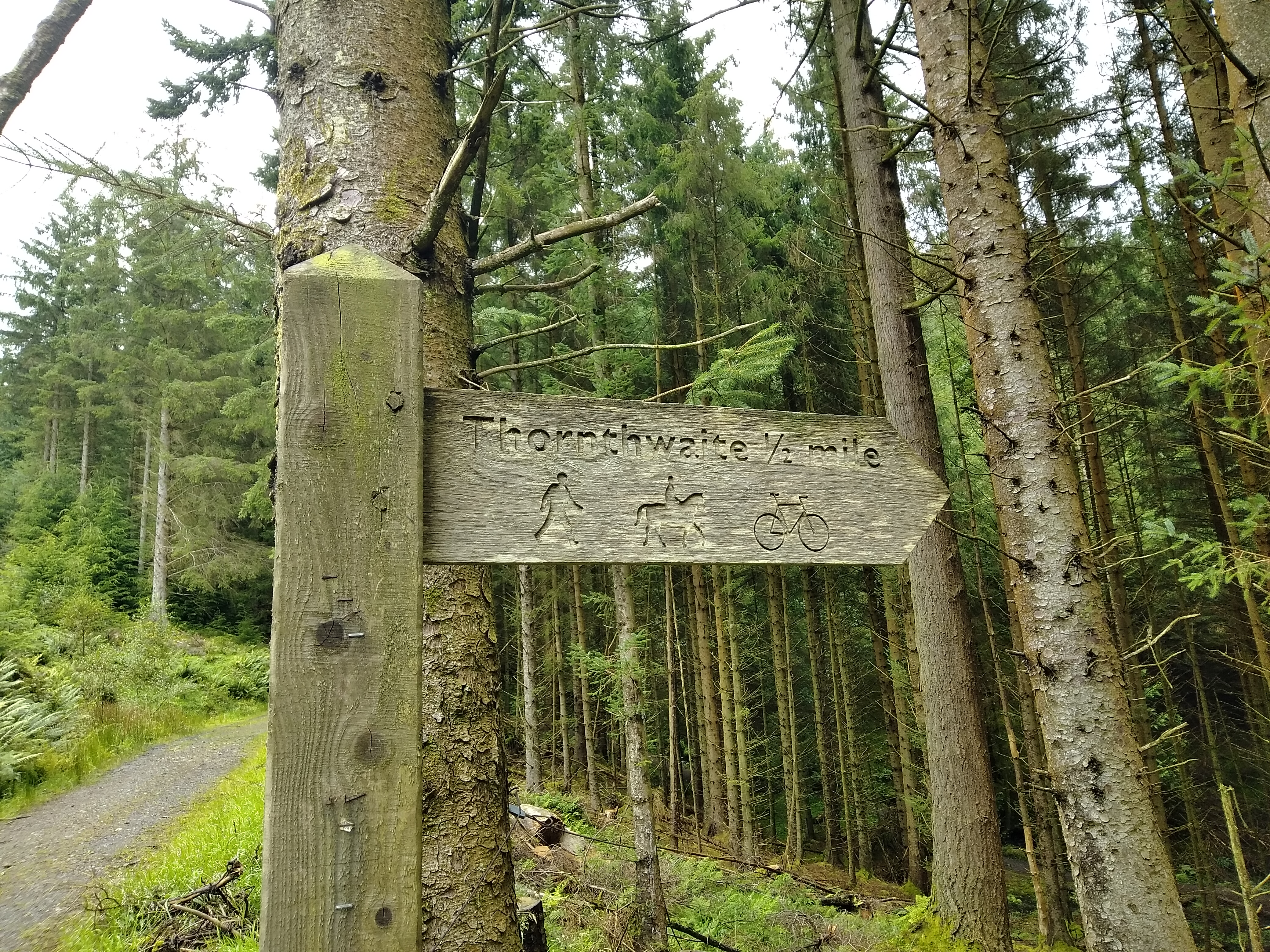 Whinlatter Forest - Image 3, Sep 02, 2024
