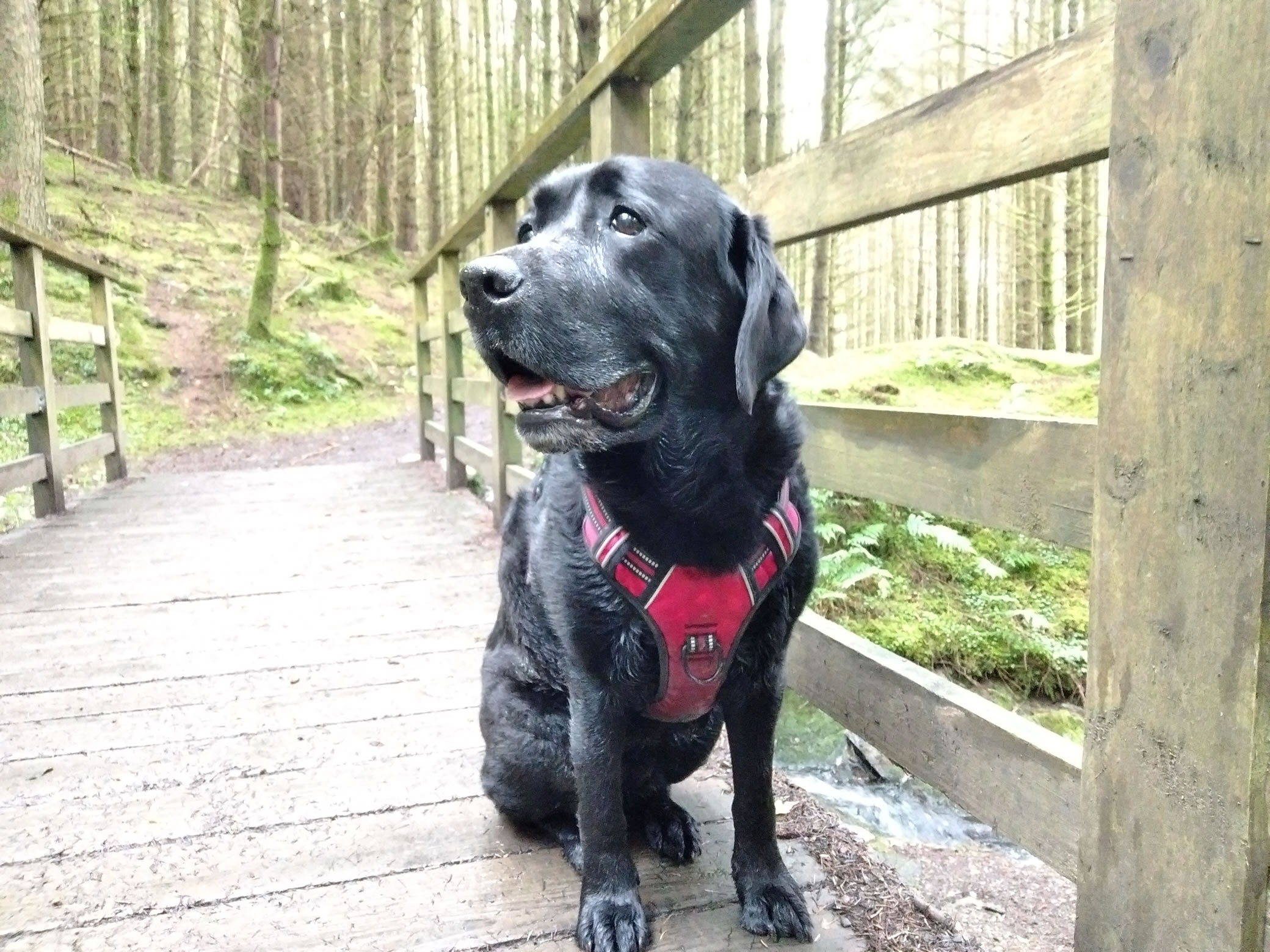 Whinlatter Forest - Image 4, Sep 02, 2024