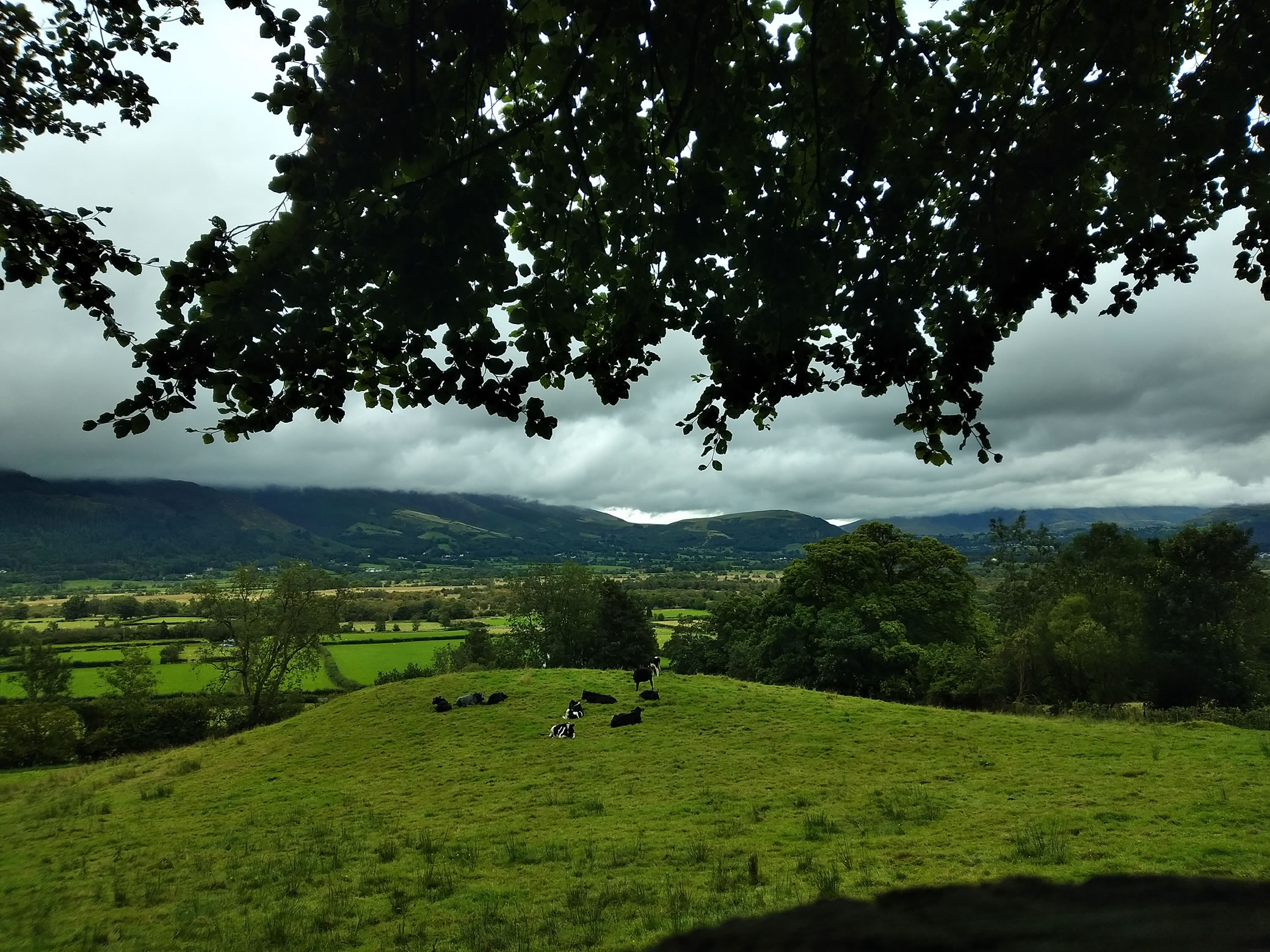 Whinlatter Forest - Image 5, Sep 02, 2024