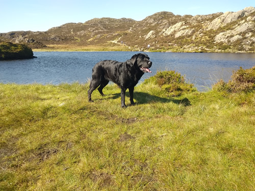 A close up of Indy as the weather finally clears. A clear image of the path along Stonycroft Gill in the background