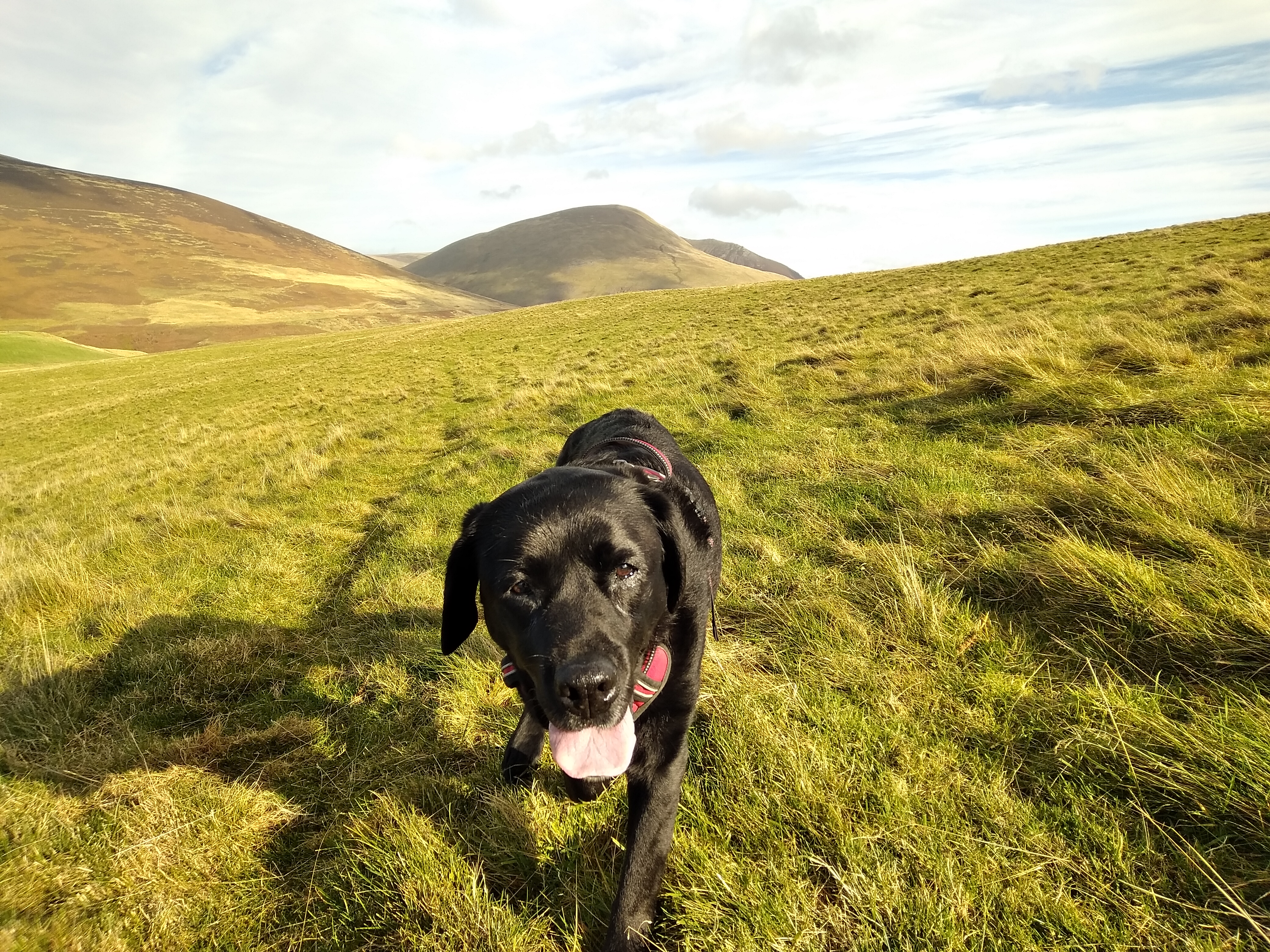 Indy enjoying the gentle grassy slopes of Latrigg on a bright, cloudy day, Oct 26, 2024