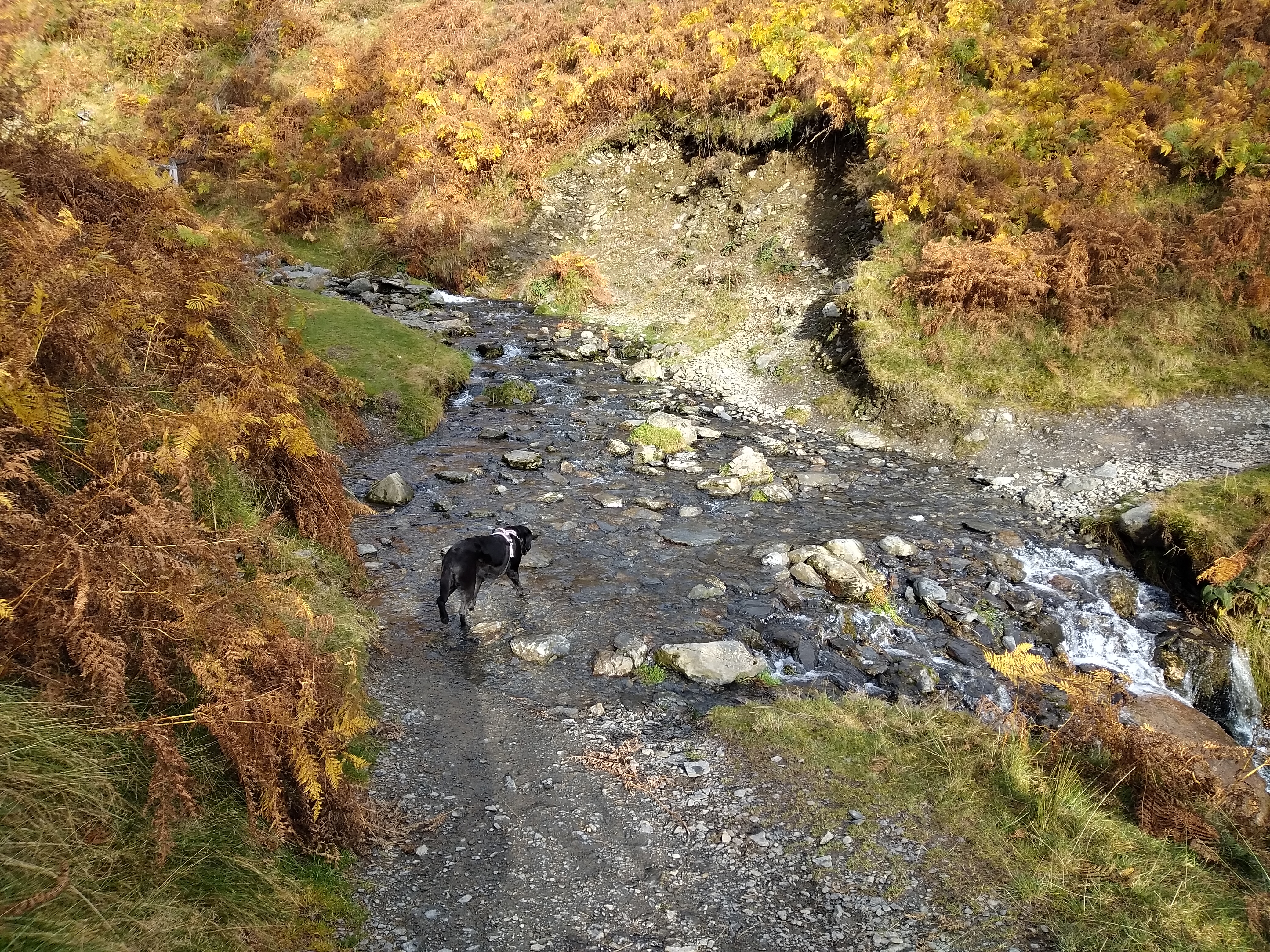 Latrigg wander - Image 2, Oct 26, 2024