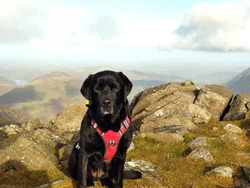 Indy is sitting at the rocky summit of High Stile. We can see Loweswater in the distance