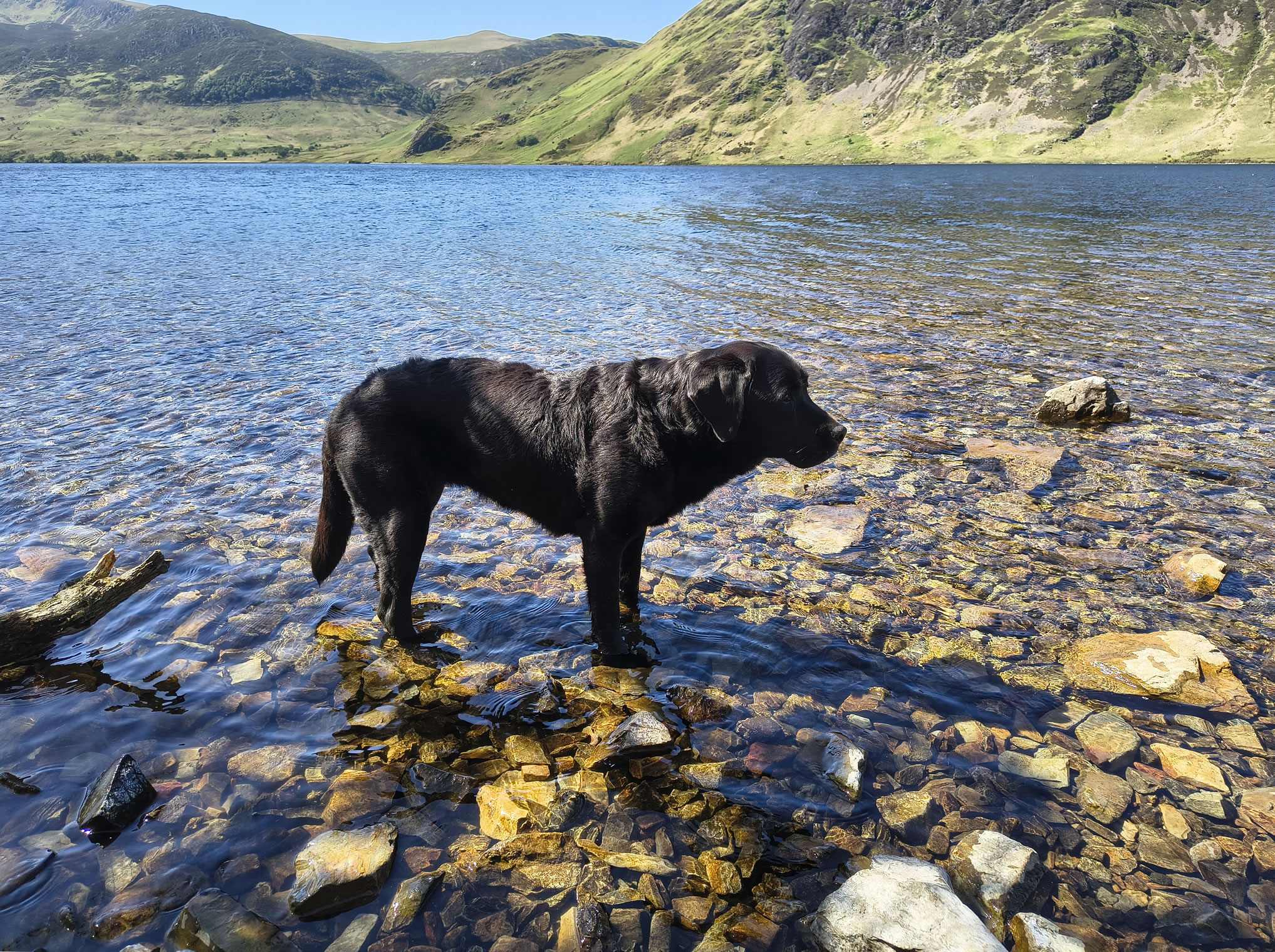 Rannerdale Bluebells