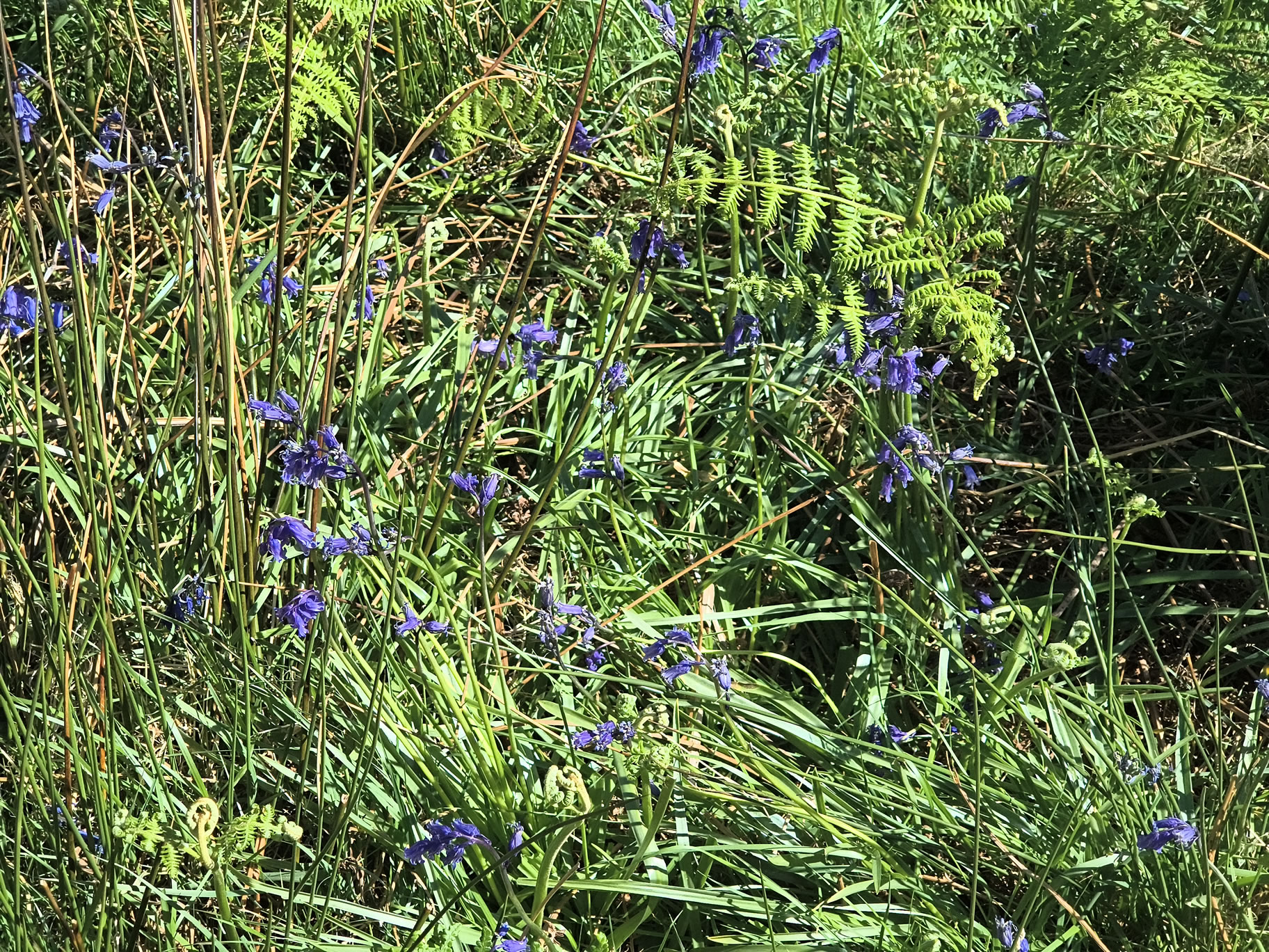 Rannerdale Bluebells May 16, 2025 - Image 4