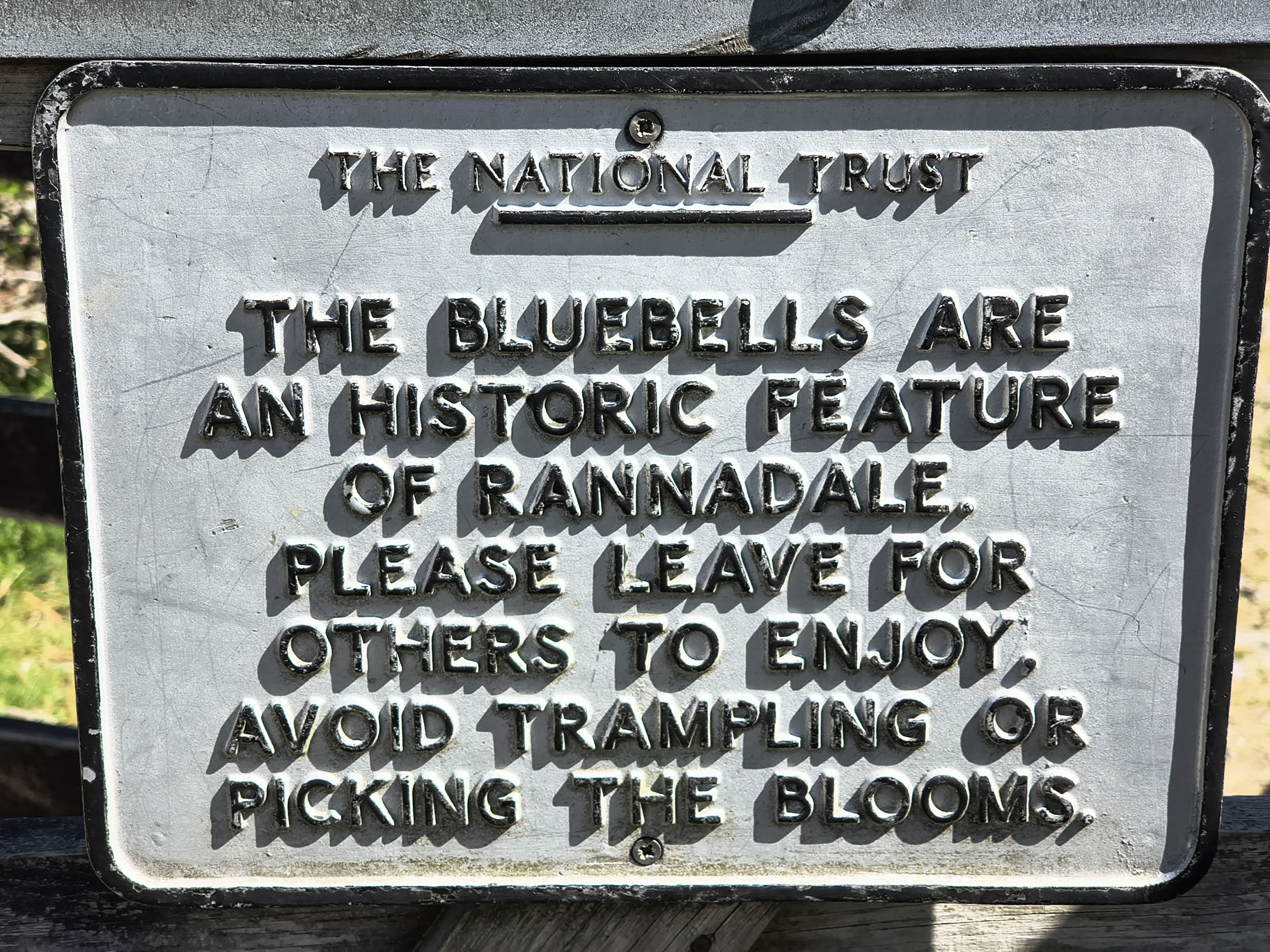 Rannerdale Bluebells May 16, 2025 - Image 5