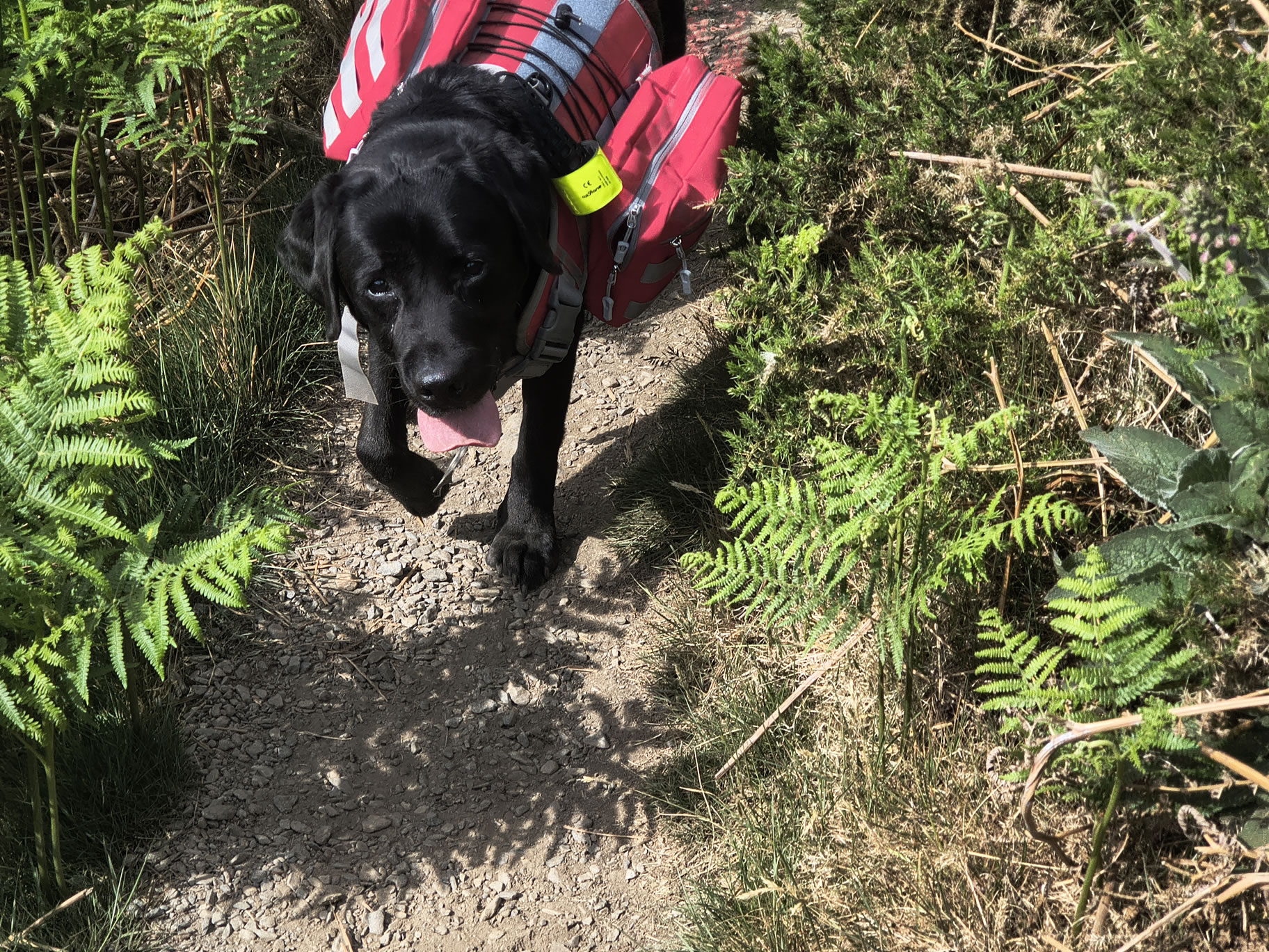 Blencathra May 19, 2025 - Image 15