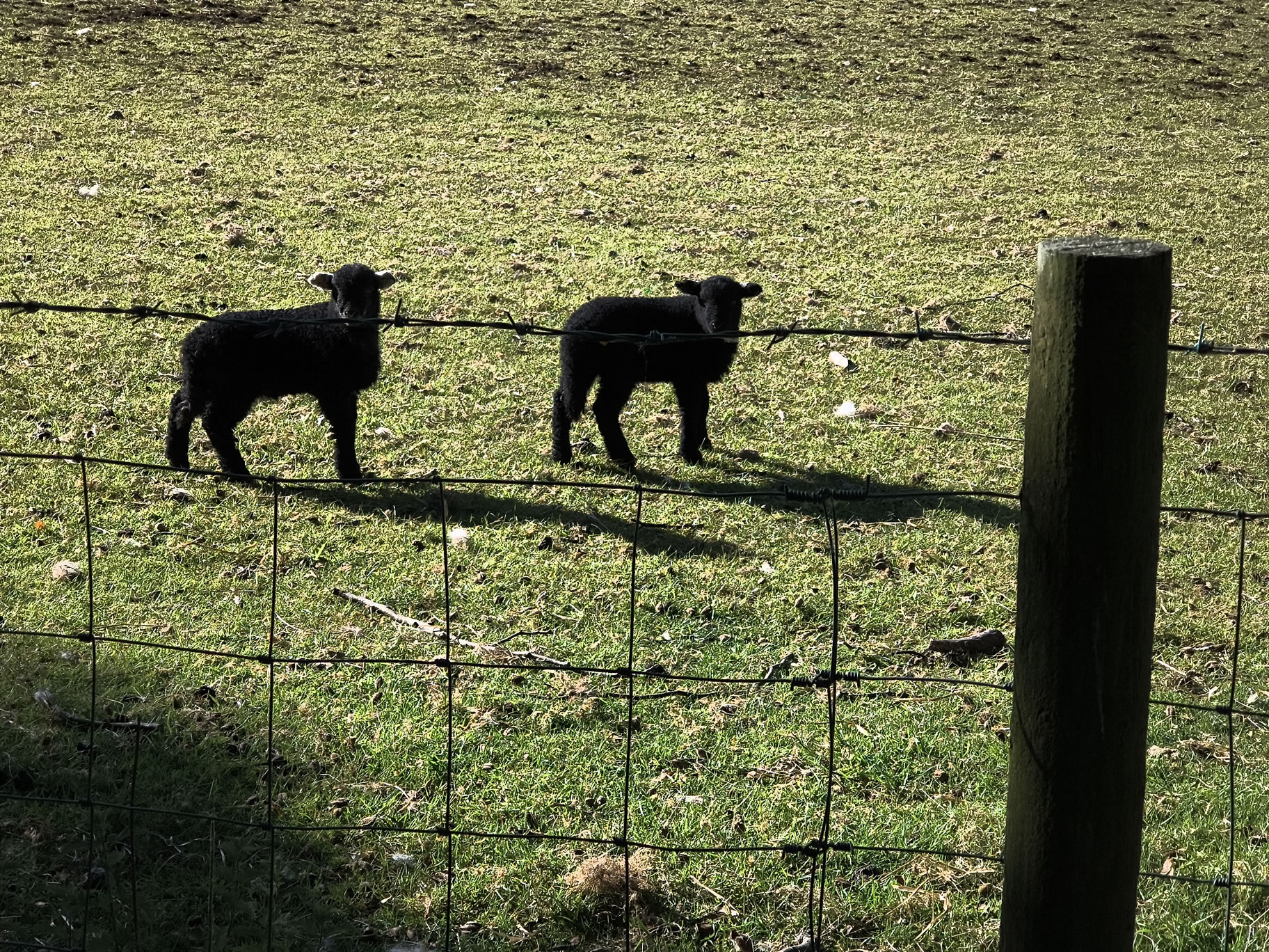 Place Fell, Ullswater May 20, 2025 - Image 2