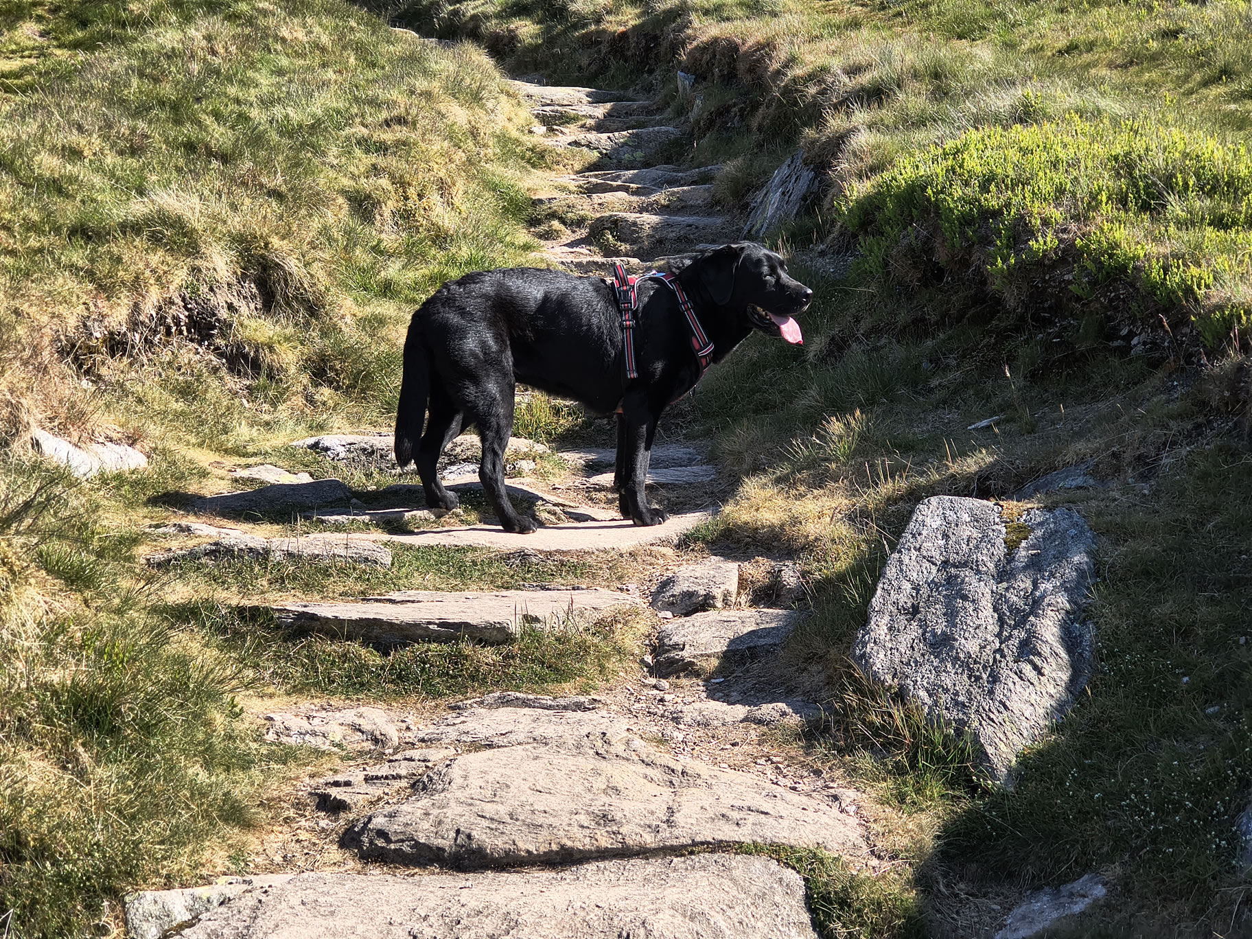 Place Fell, Ullswater May 20, 2025 - Image 3