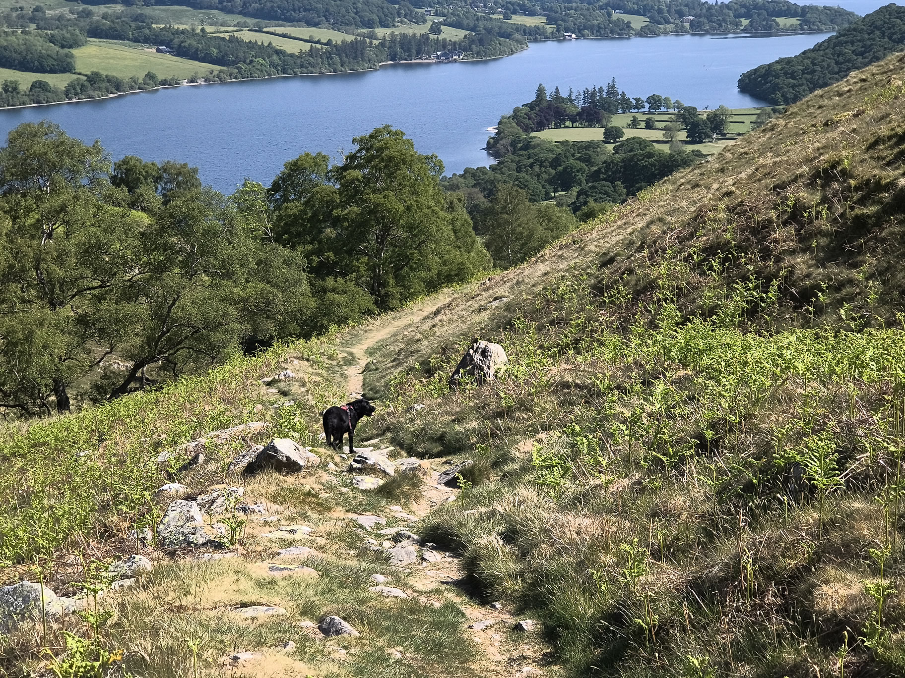 Place Fell, Ullswater May 20, 2025 - Image 10