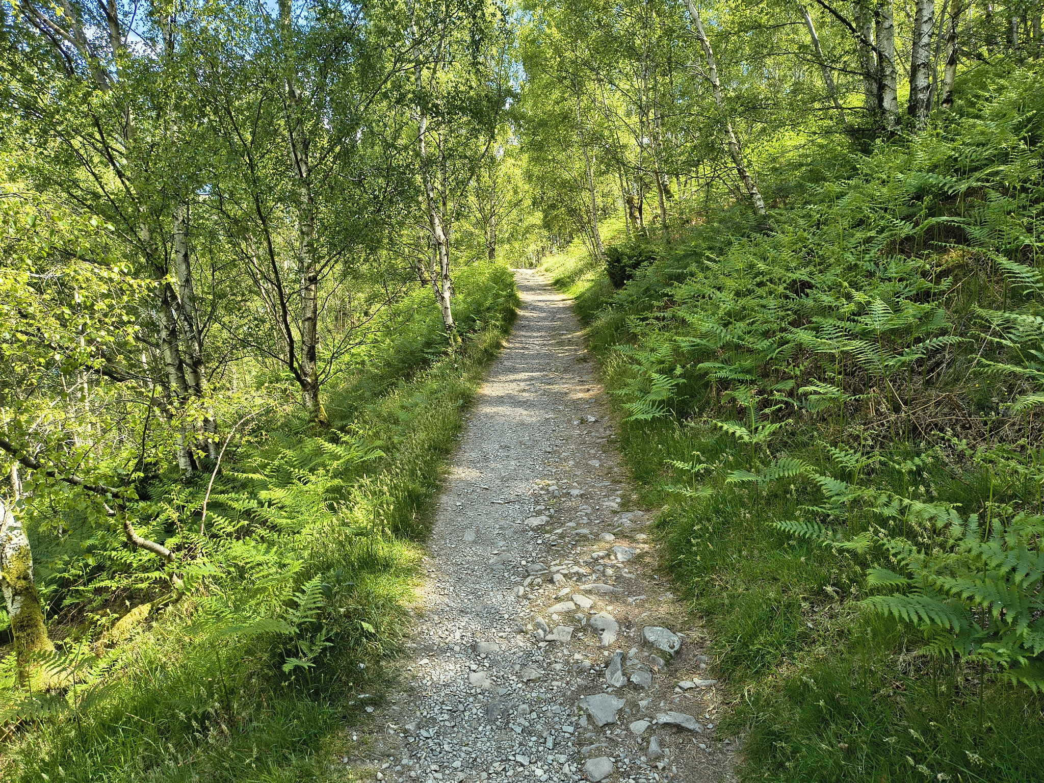 Place Fell, Ullswater May 20, 2025 - Image 12
