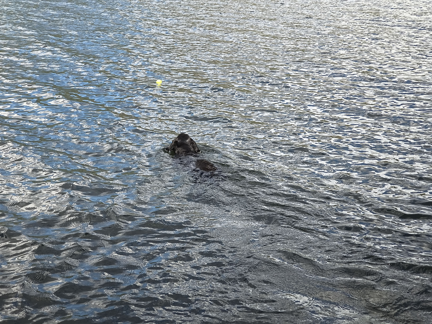 Place Fell, Ullswater May 20, 2025 - Image 13
