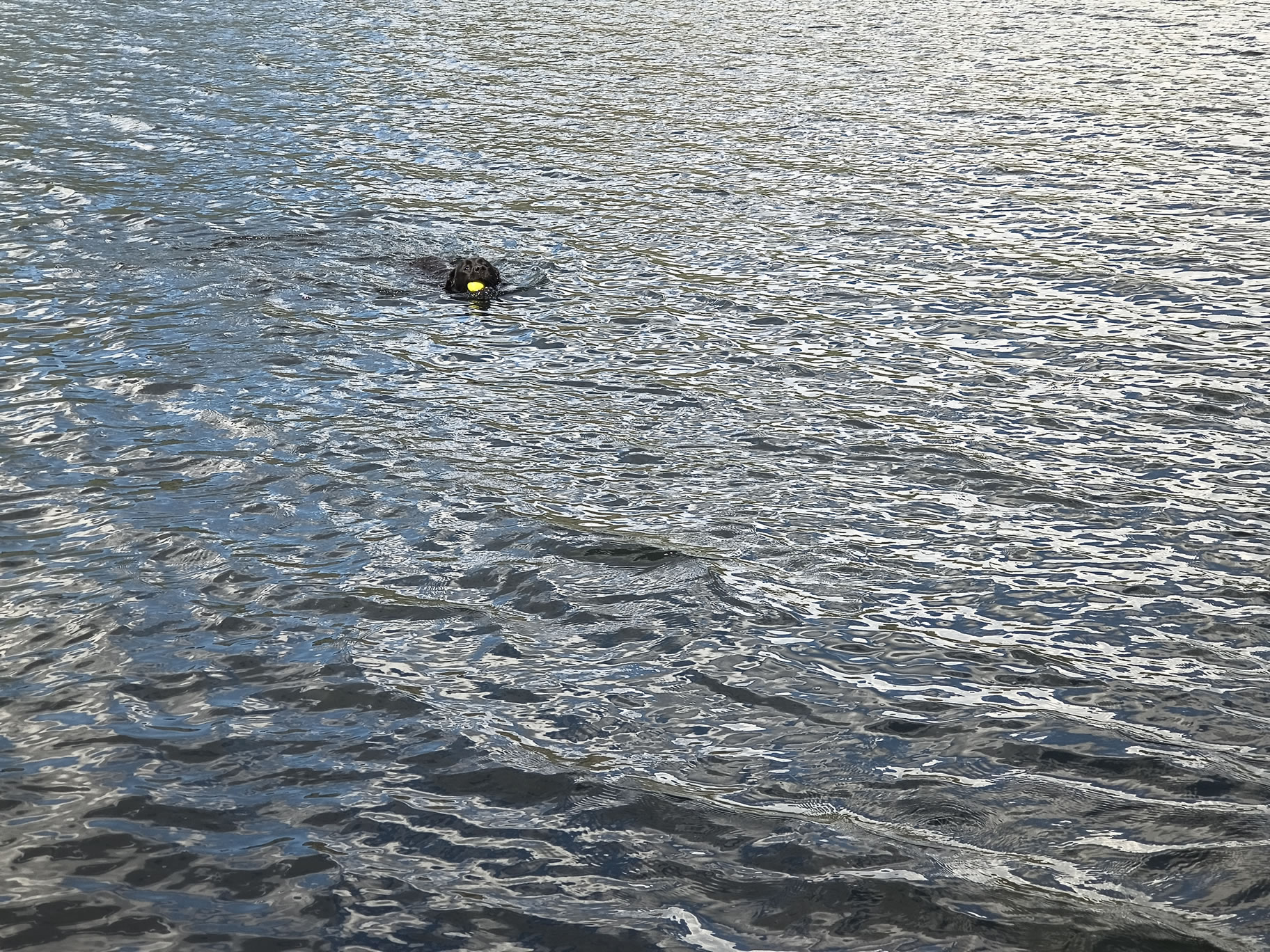 Place Fell, Ullswater May 20, 2025 - Image 14