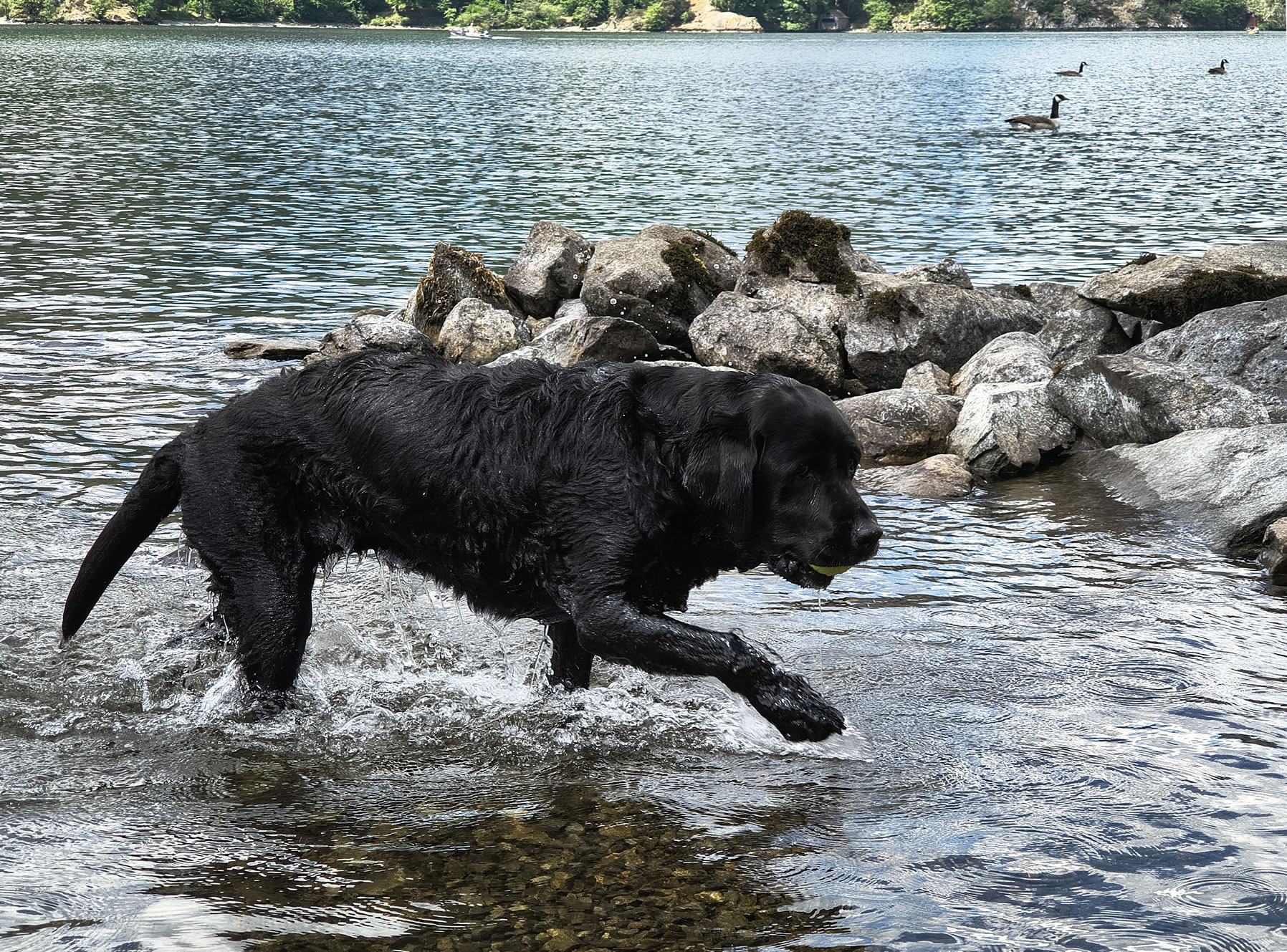 Place Fell, Ullswater May 20, 2025 - Image 17