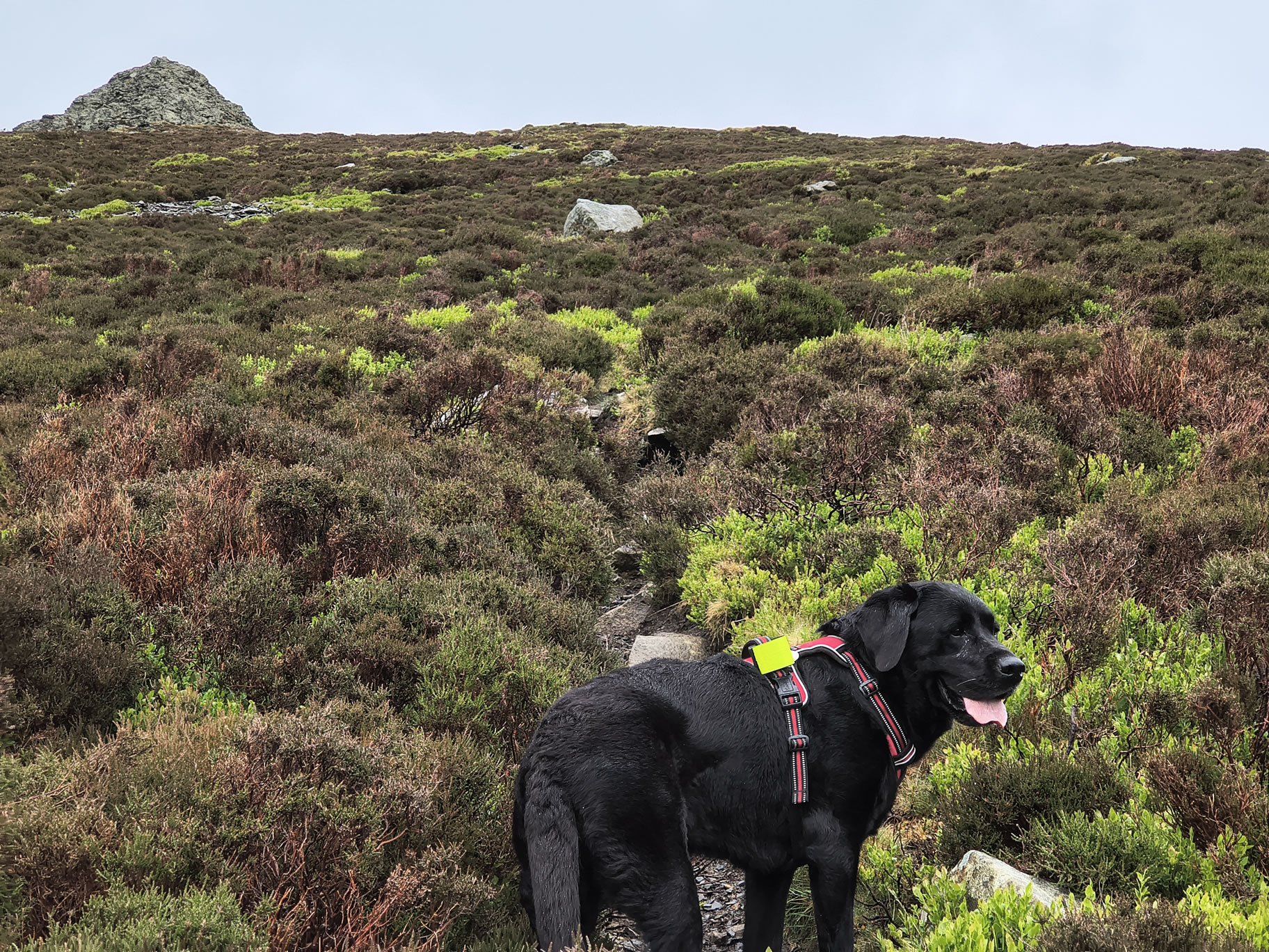 Blencathra [whiteout] May 27, 2025 - Image 5
