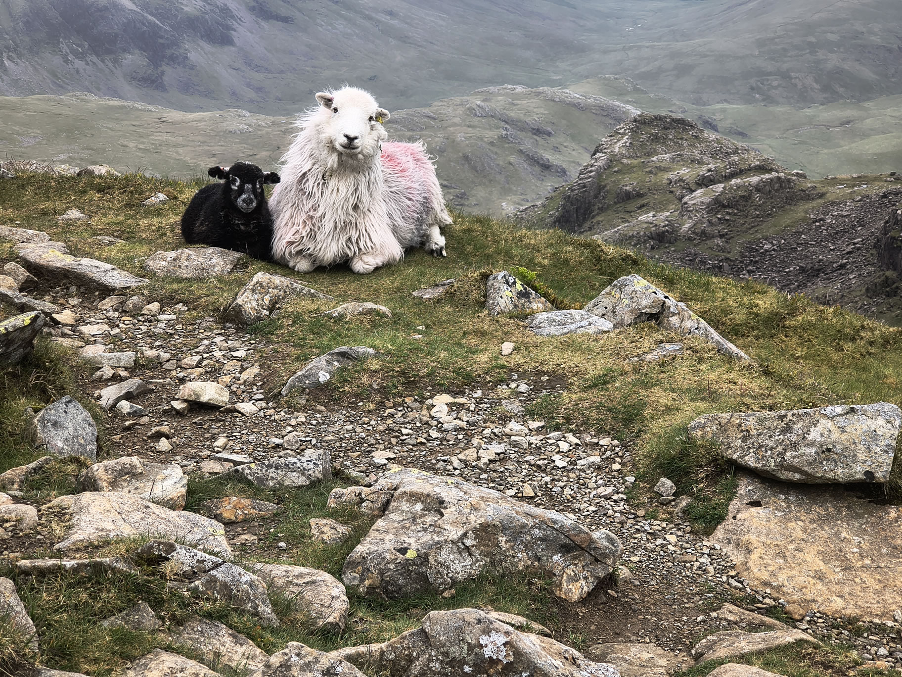 Herdwick Sheep and Lamb, near Esk Hause