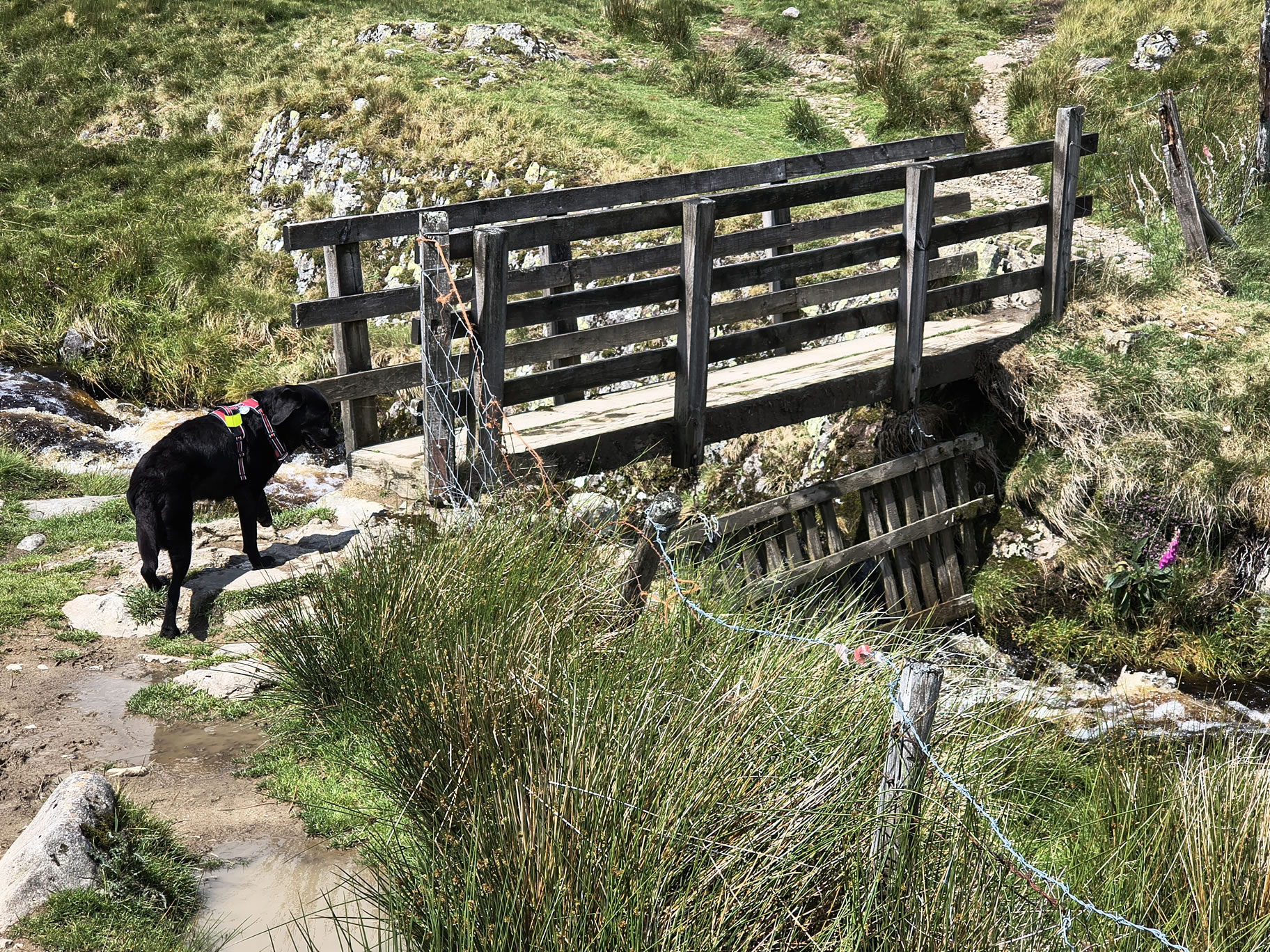 The Dodds, Raise Jun 26, 2025 - Image 4