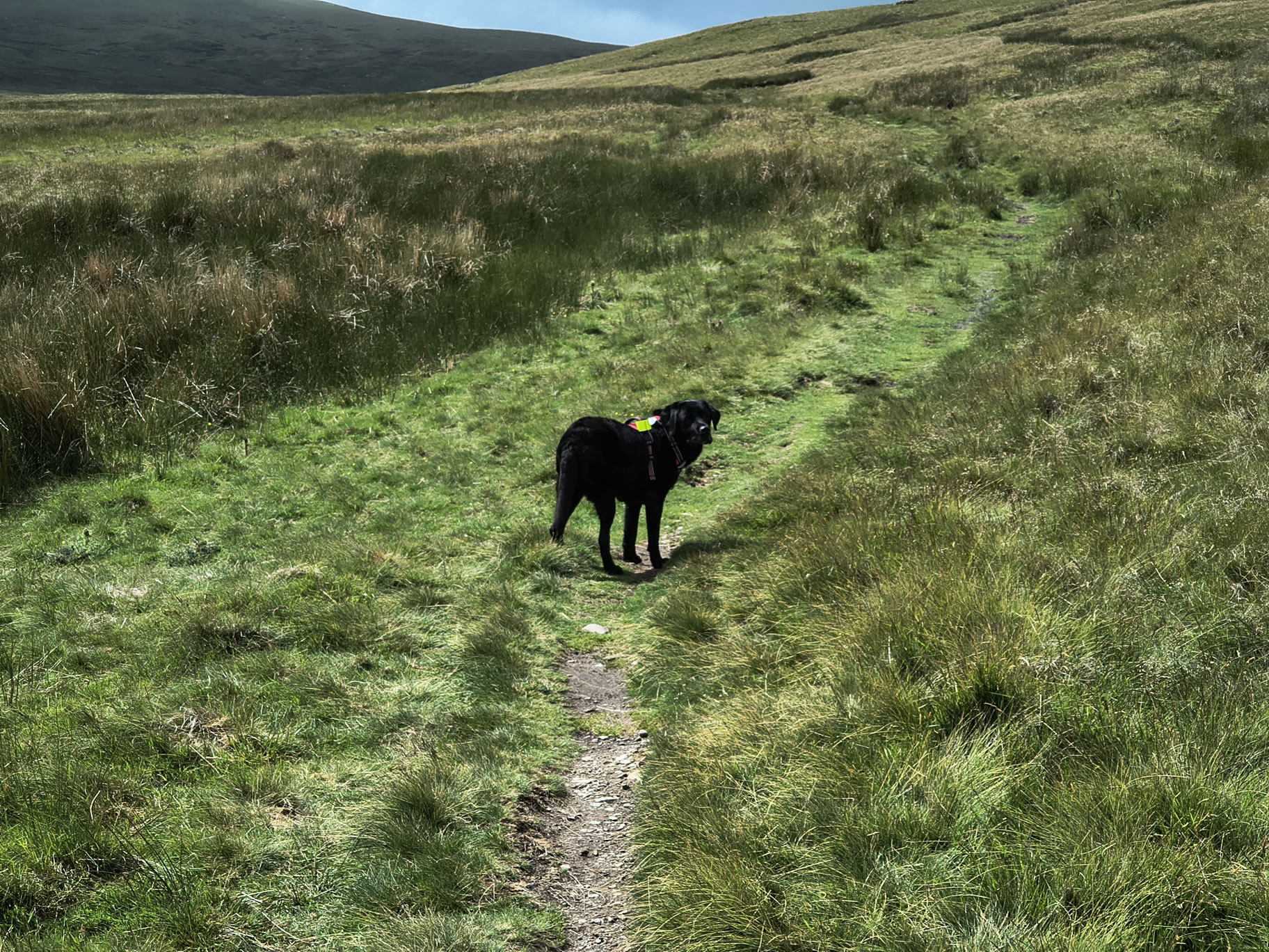 The Dodds, Raise Jun 26, 2025 - Image 5