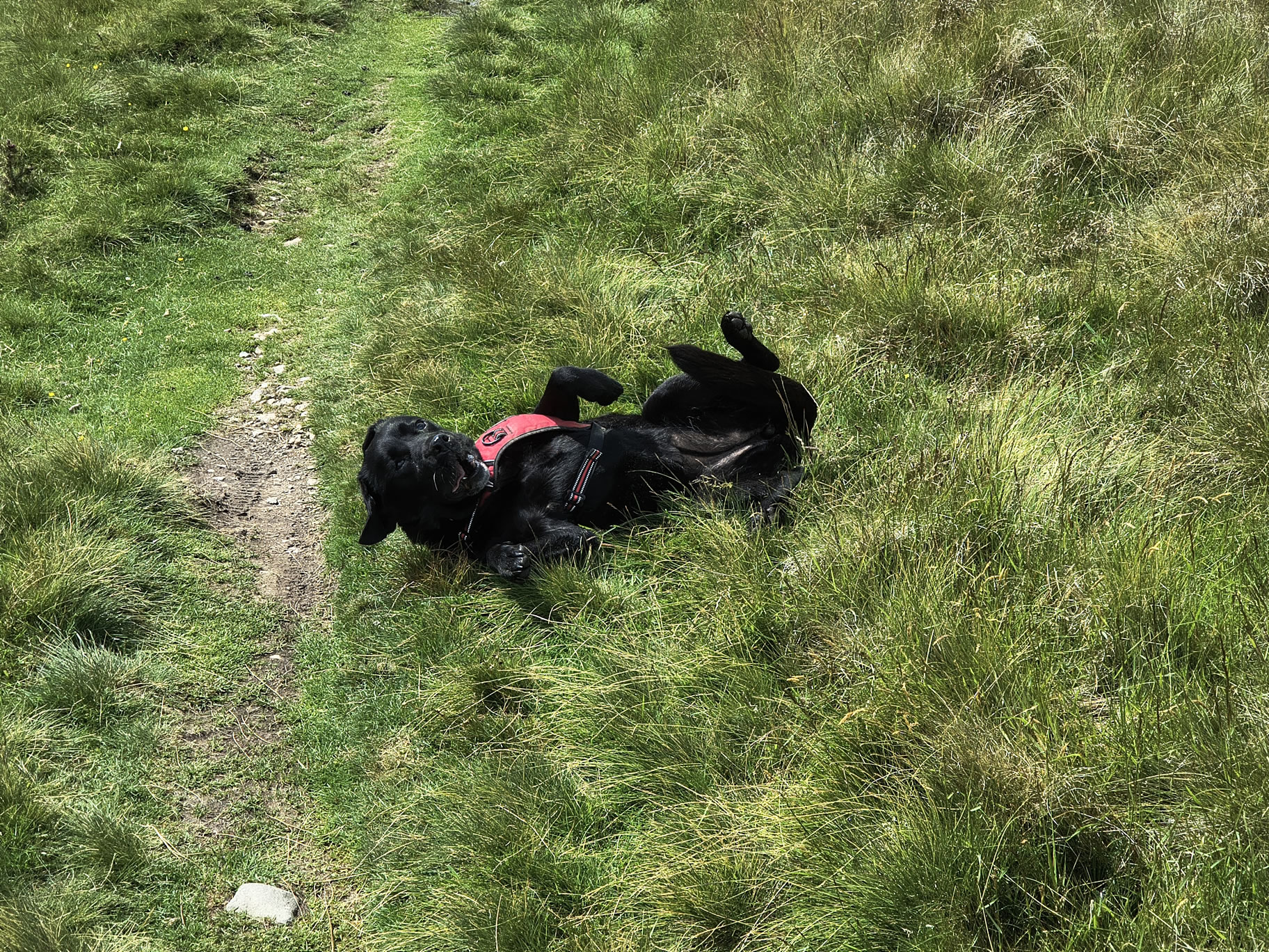 The Dodds, Raise Jun 26, 2025 - Image 6