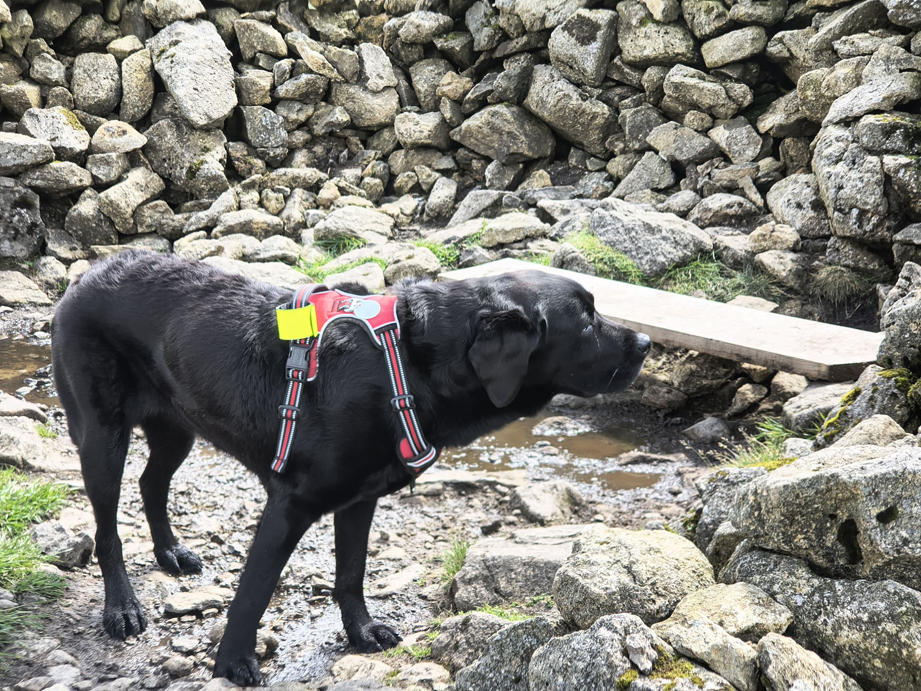 The Dodds, Raise Jun 26, 2025 - Image 10