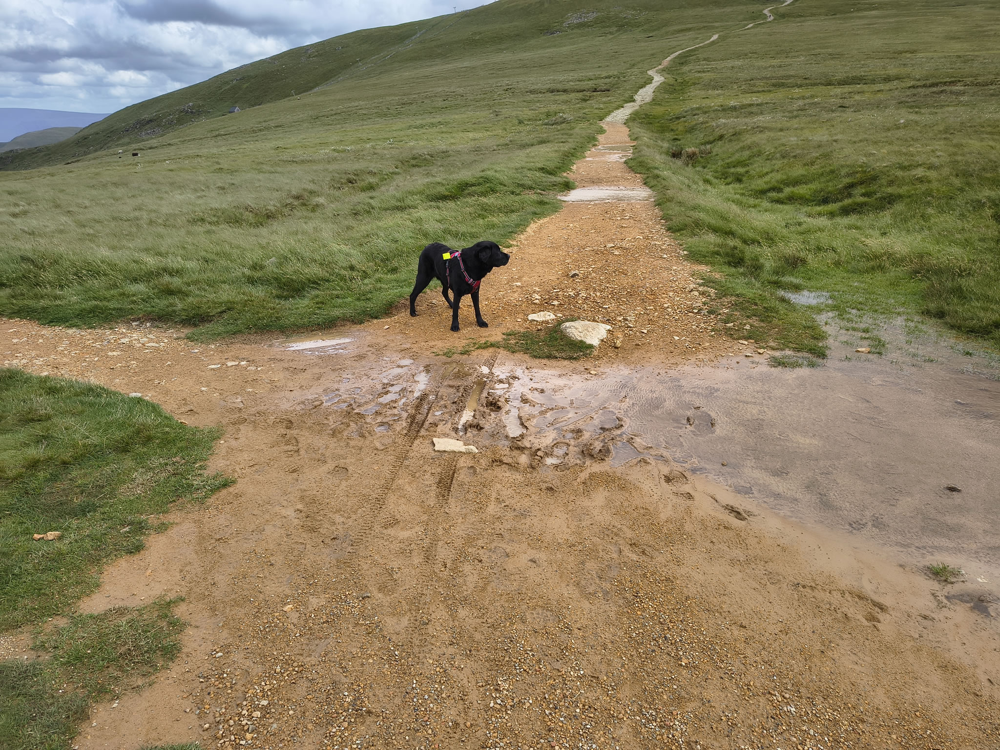 The Dodds, Raise Jun 26, 2025 - Image 15