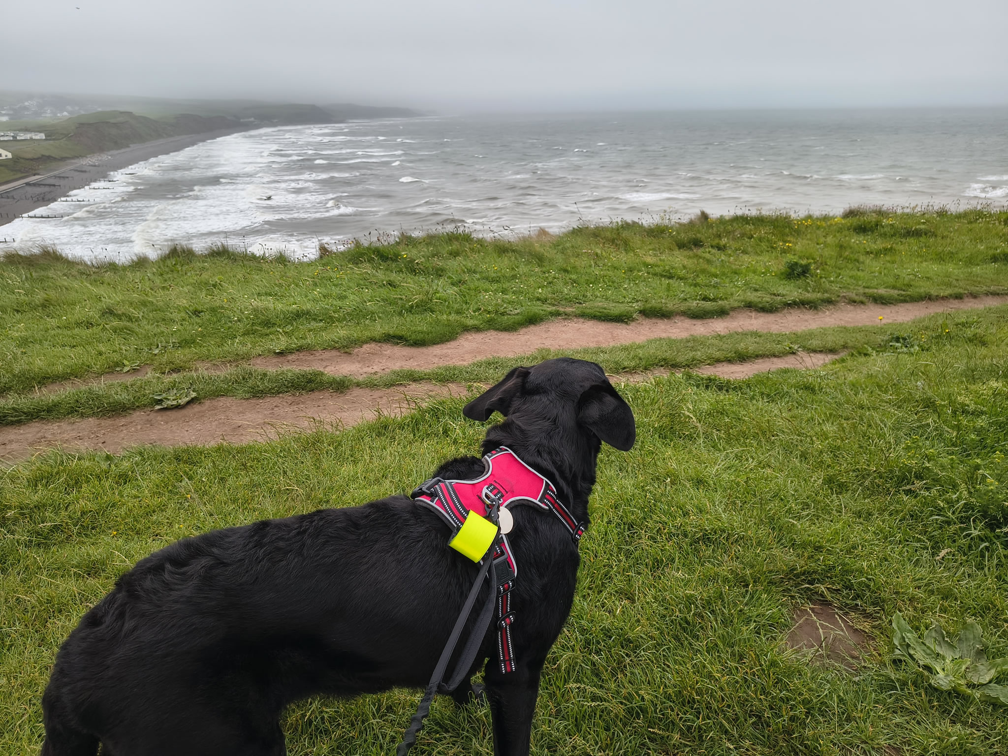 St Bees Jun 28, 2025 - Image 3