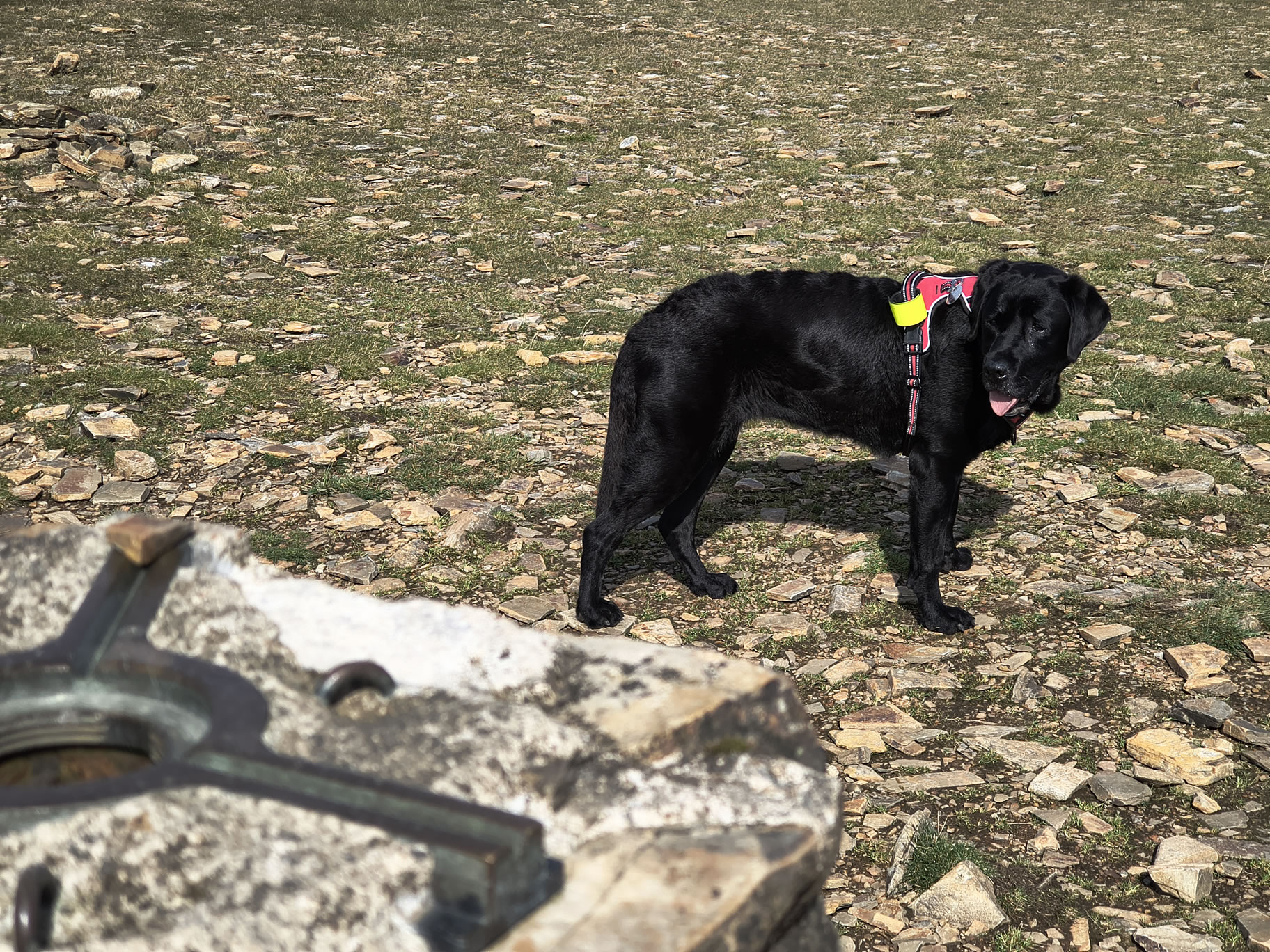 Causey Ridge, Grasmoor Jun 29, 2025 - Image 16