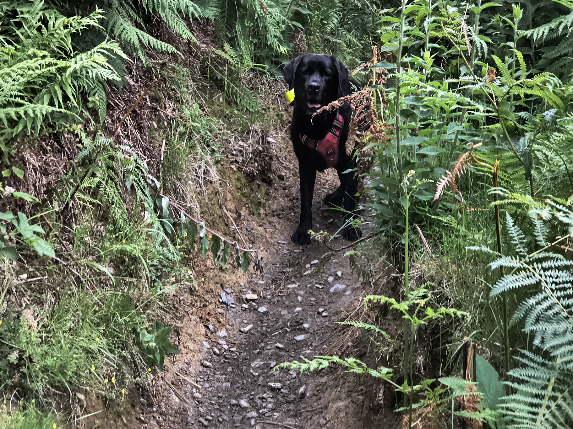 Grisedale Pike Jul 01, 2025 - Image 2