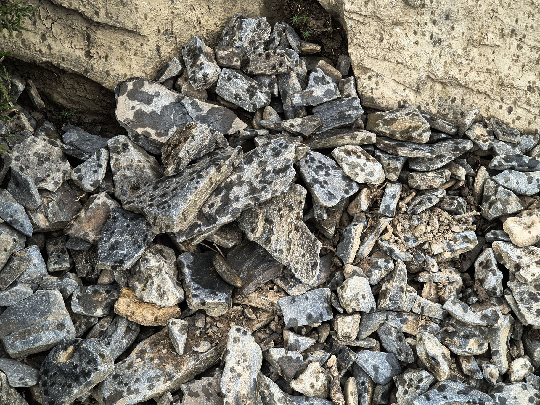 Grisedale Pike Jul 01, 2025 - Image 8