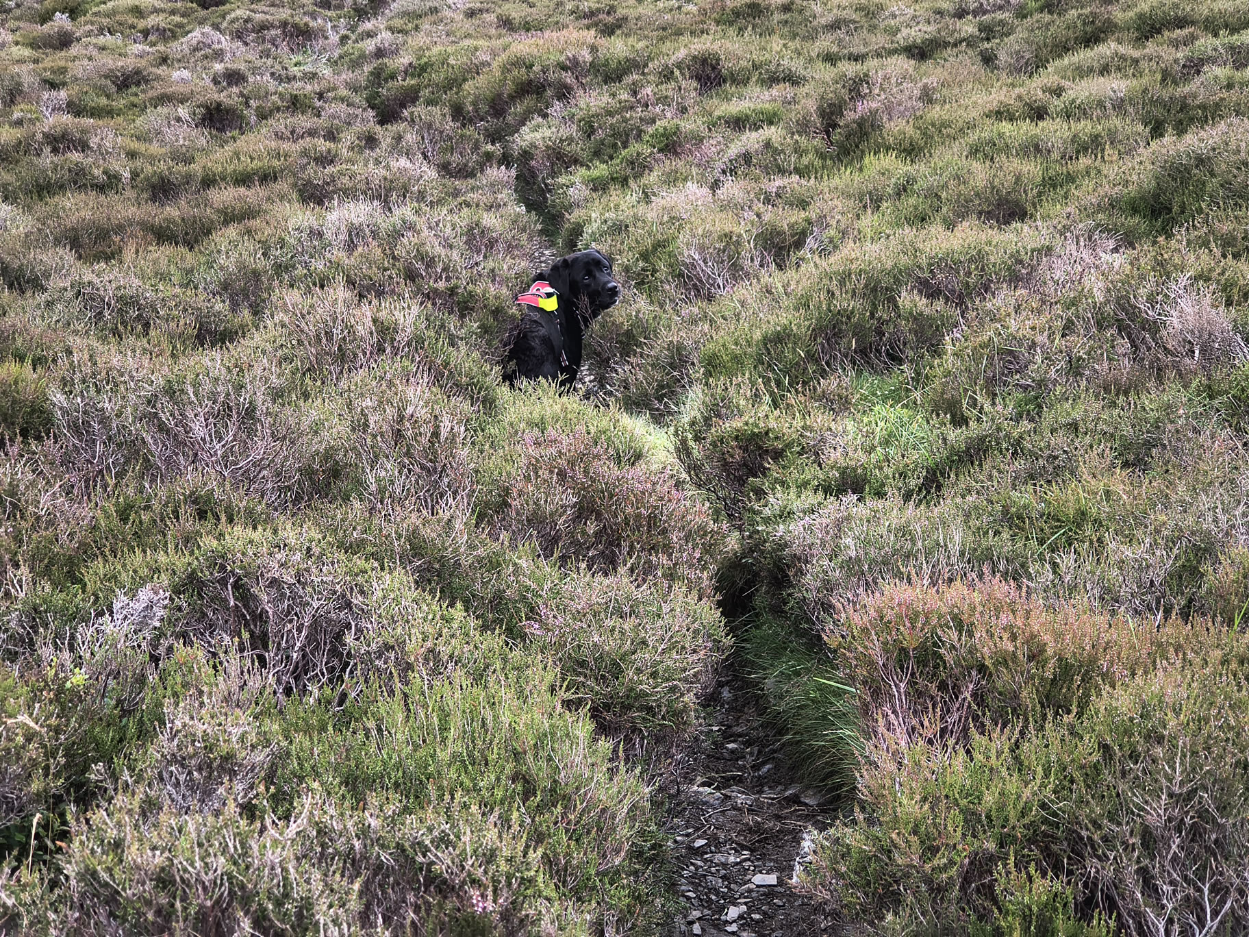 Grisedale Pike Jul 01, 2025 - Image 22