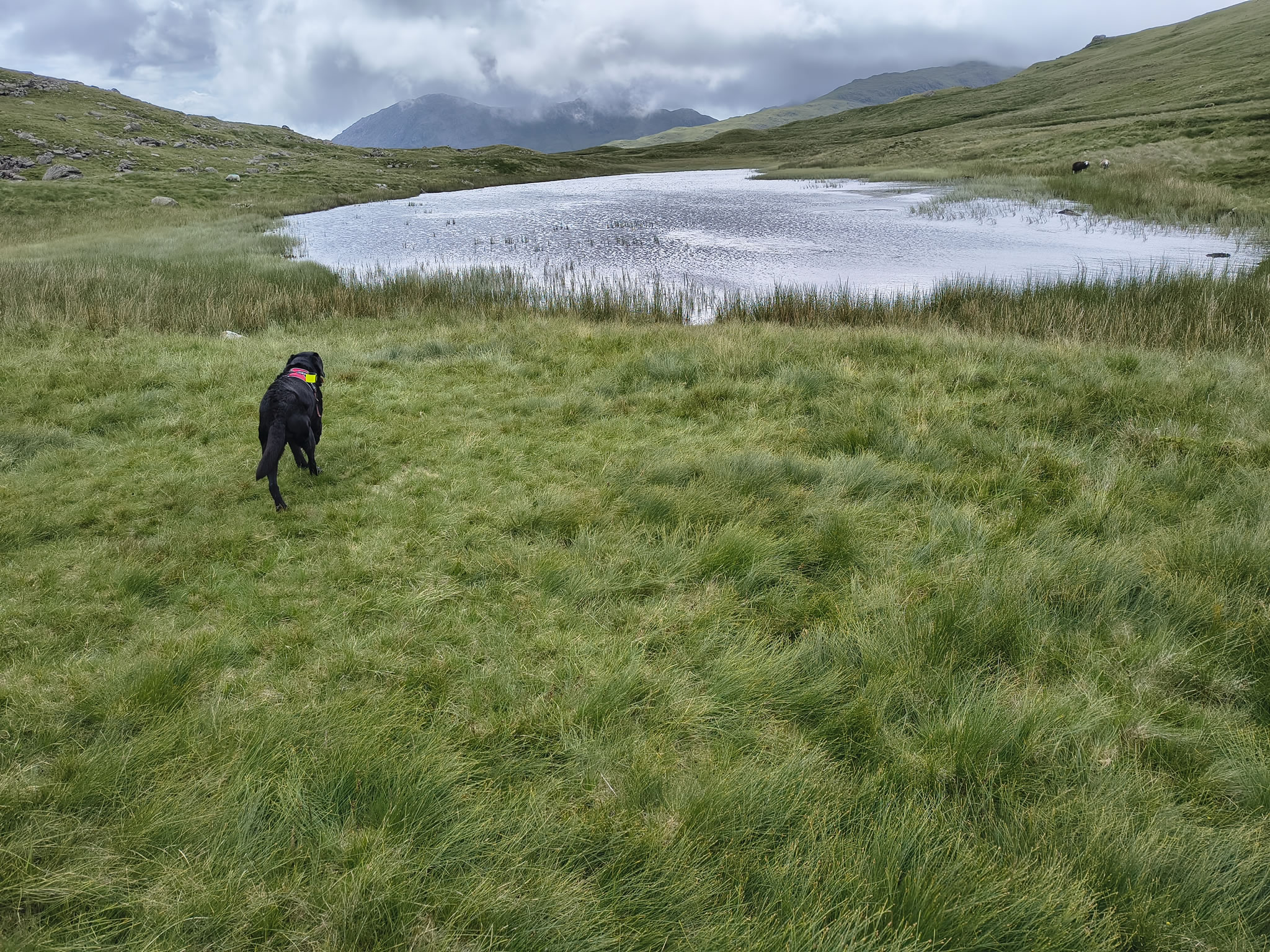 Crinkle Crags, Bowfell Jul 02, 2025 - Image 10