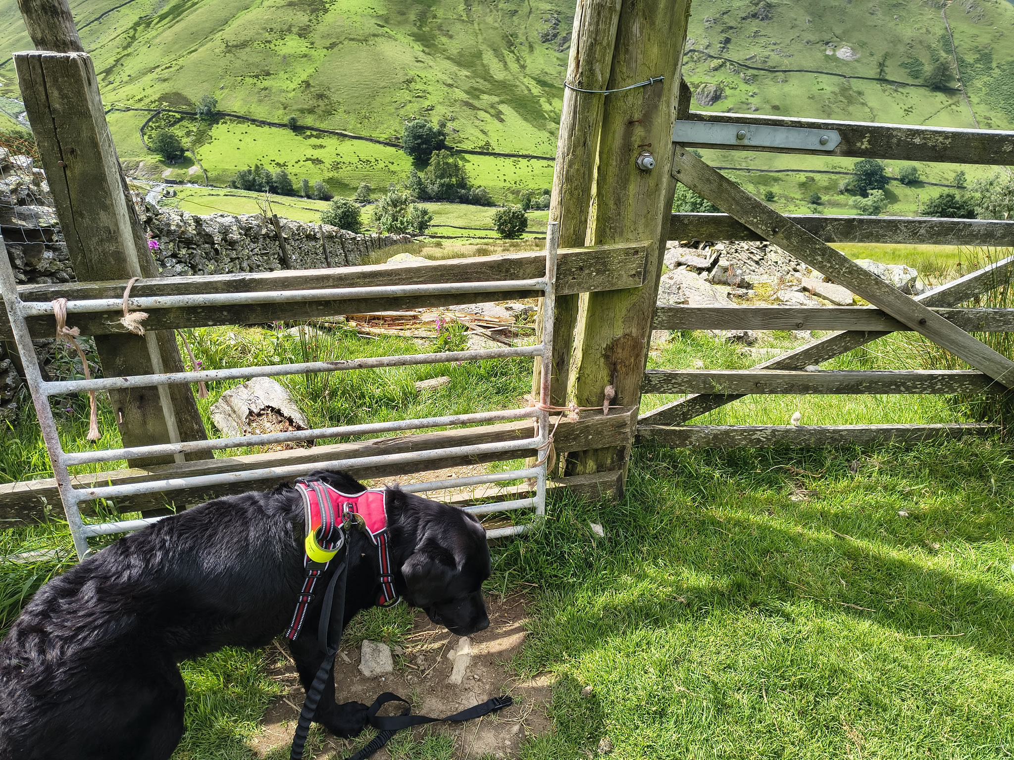 Angletarn Pikes Jul 03, 2025 - Image 24
