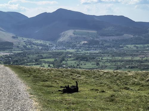 Indy back scratching on Latrigg with Braithwaite and the Coledale fells as a backdrop