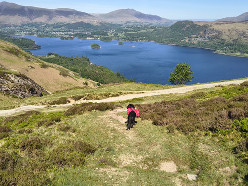 Looking down from grassy slopes to Derwent Water and Keswick beyond. Sunny warm weather
