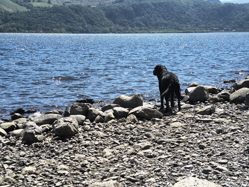 On the rocky shores of Derwent Water with Indy about to jump in and swim