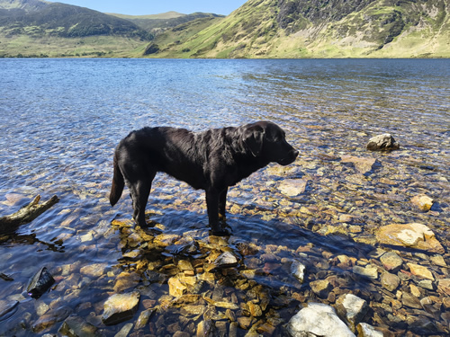A peaceful image of Indy standing at the shallow edge of Crummock Water