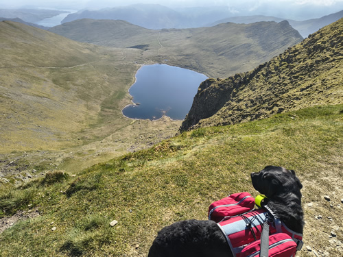Indy is at the summit of Helvellyn with a clear view down to Red Tarn and across to Ullswater