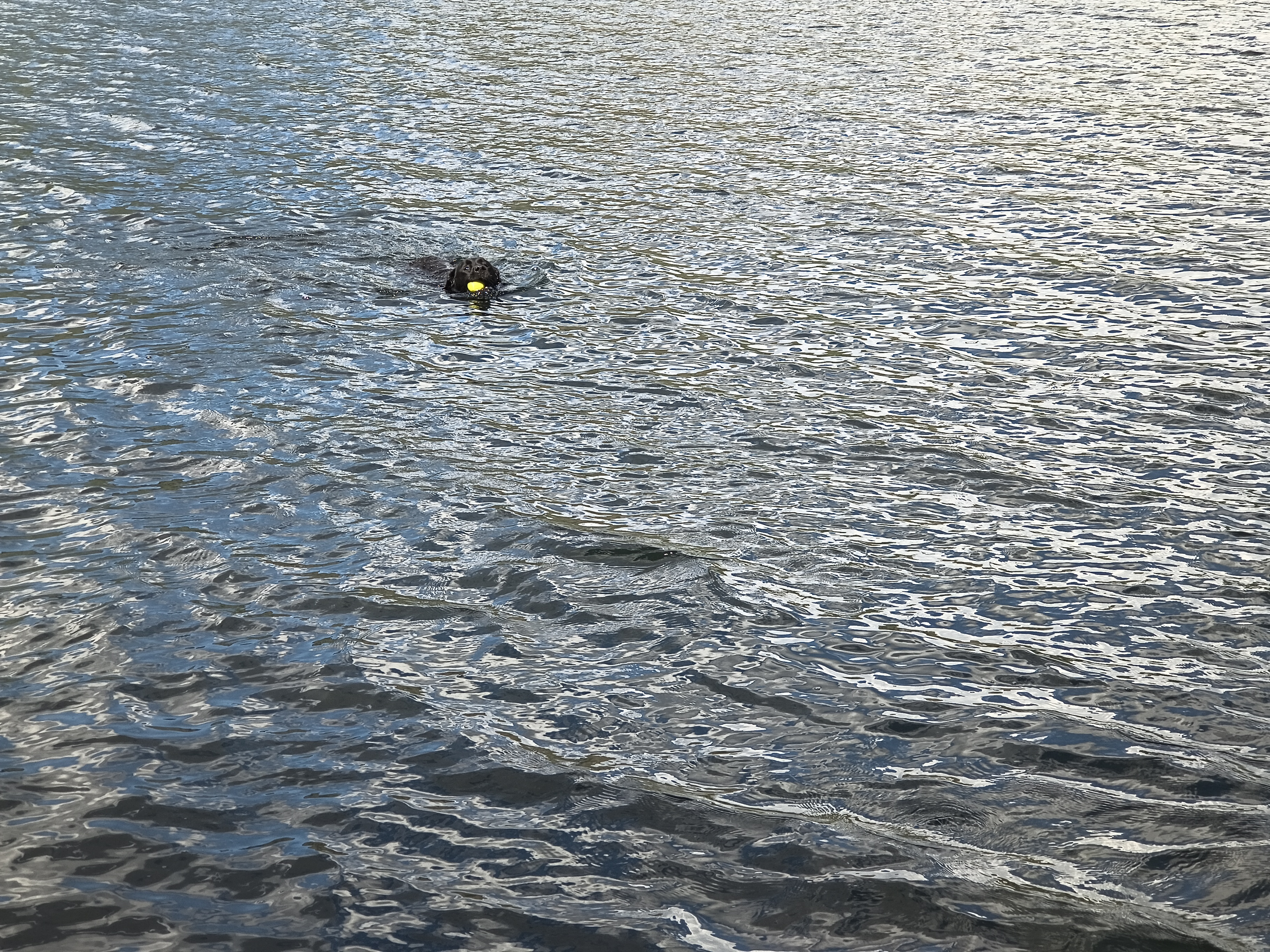 Place Fell, Ullswater - Image 14, May 20, 2025
